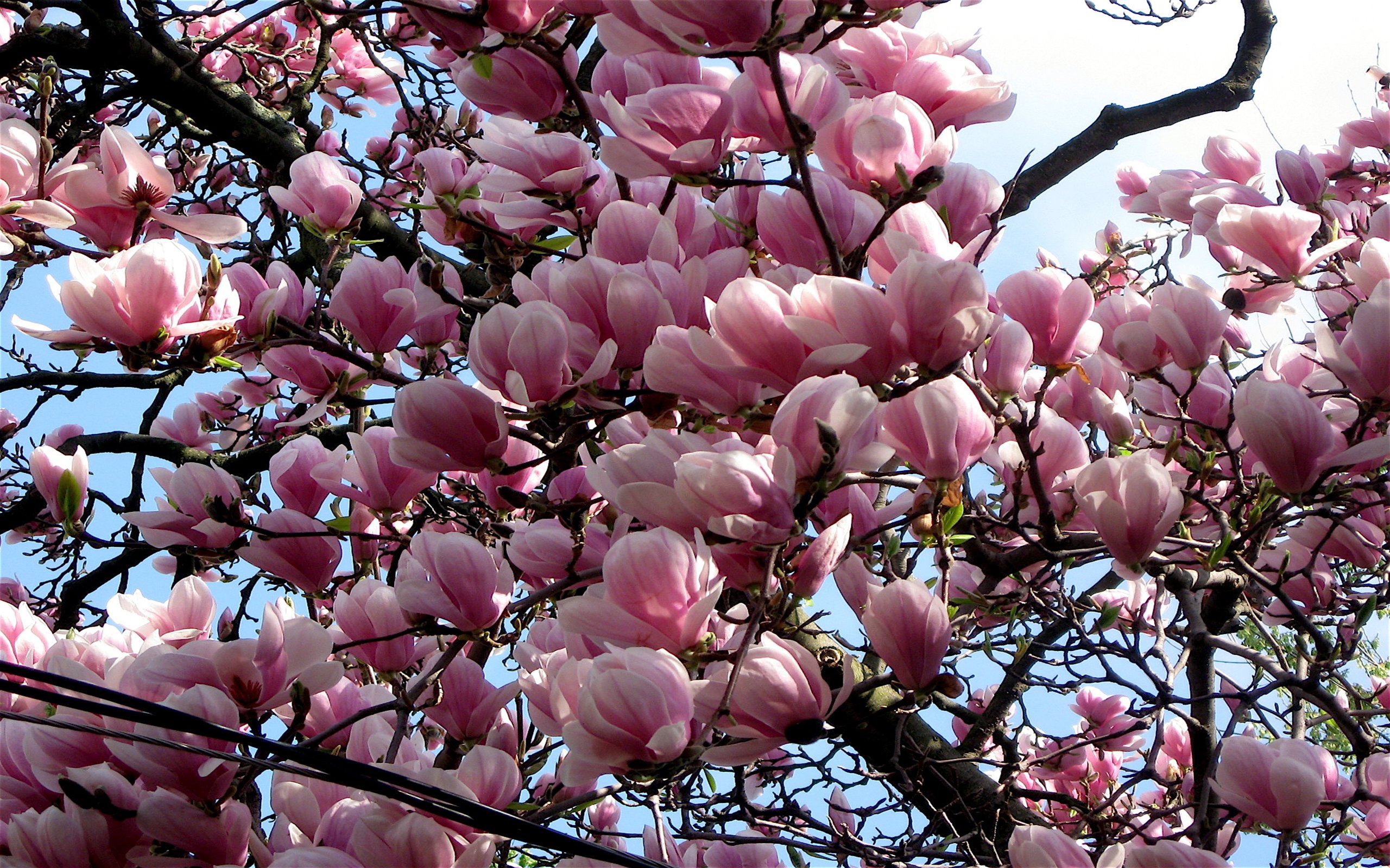 Free download Magnolia background ID:174287 hd 2560x1600 for PC