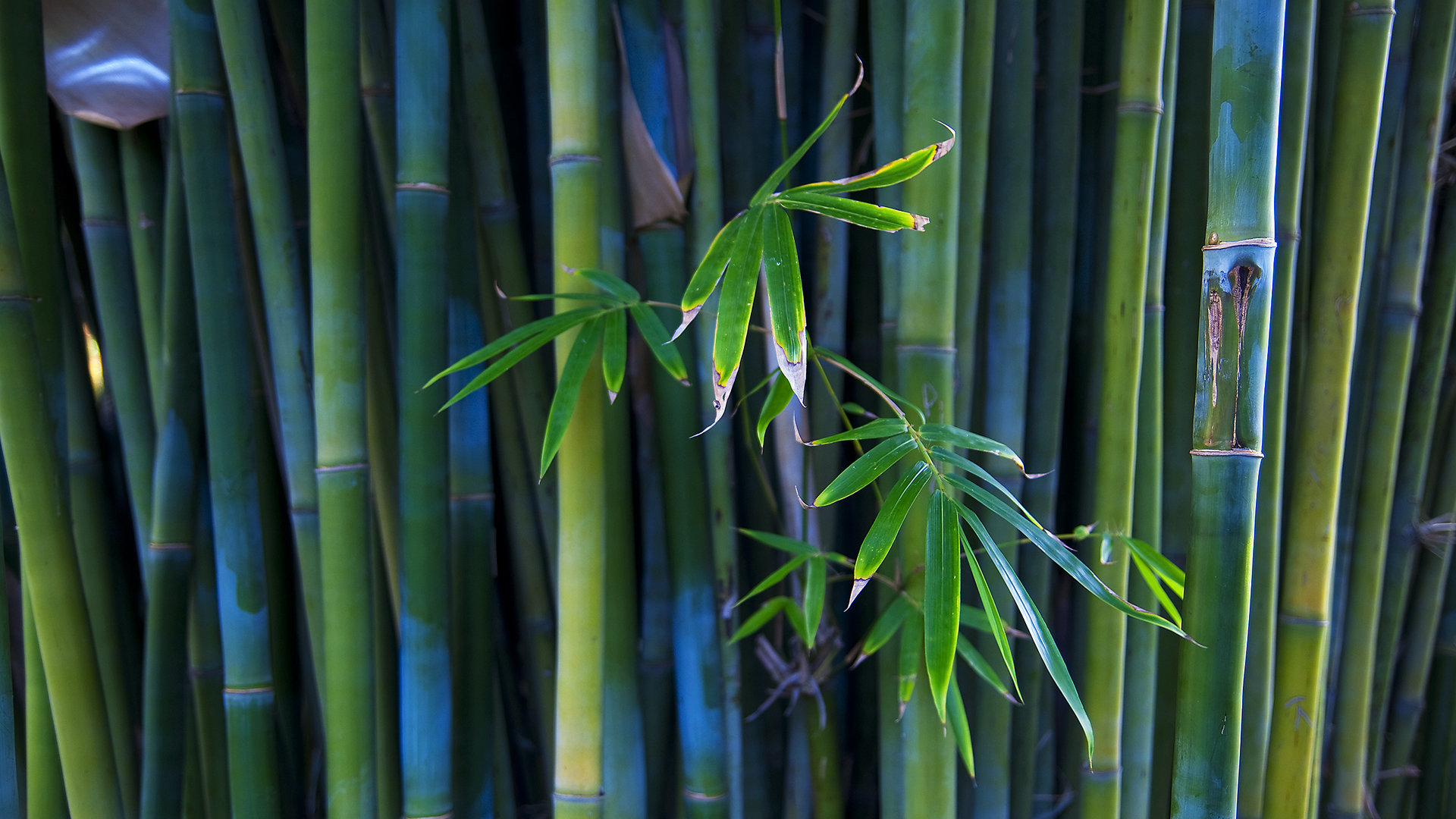 Free download Bamboo wallpaper ID:246779 full hd 1920x1080 for PC
