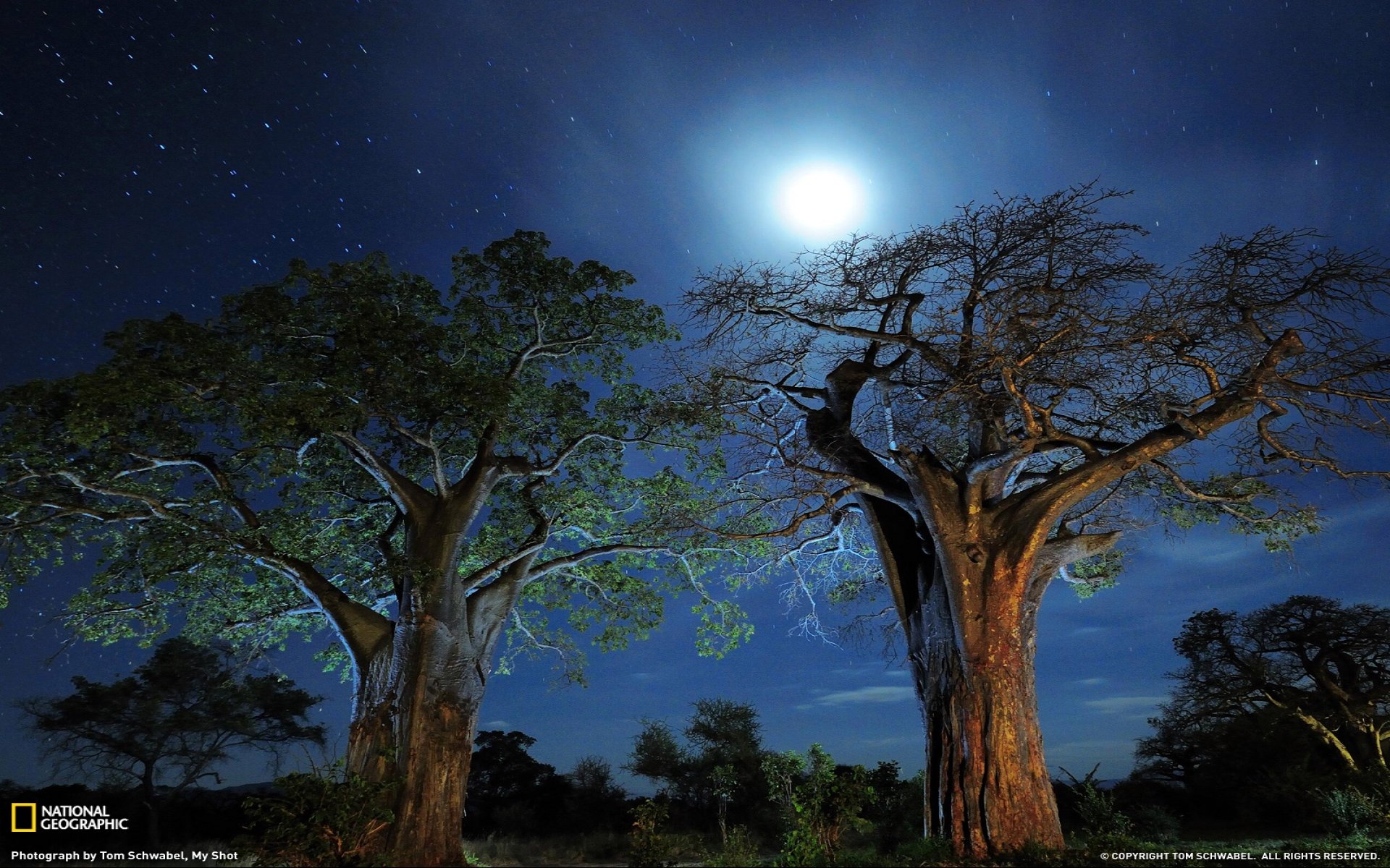 High resolution Baobab Tree hd 1920x1200 background ID:274540 for PC