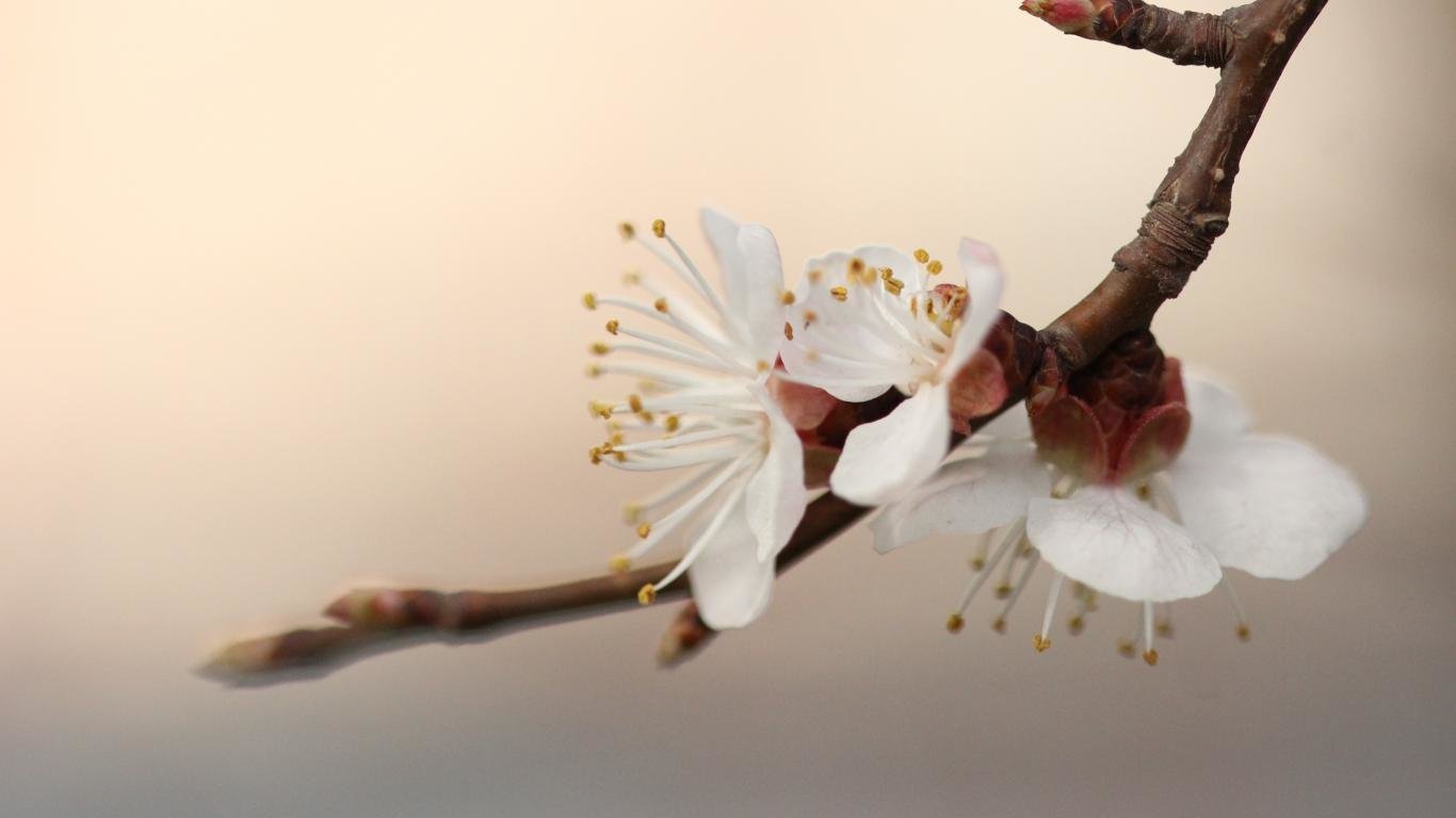 Best Blossom background ID:332924 for High Resolution laptop PC