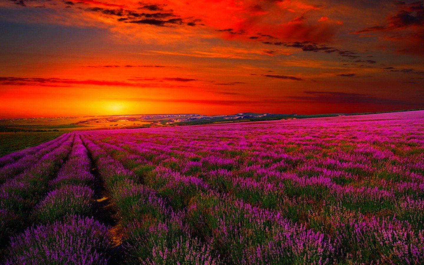 Awesome Lavender free background ID:67502 for hd 1440x900 PC
