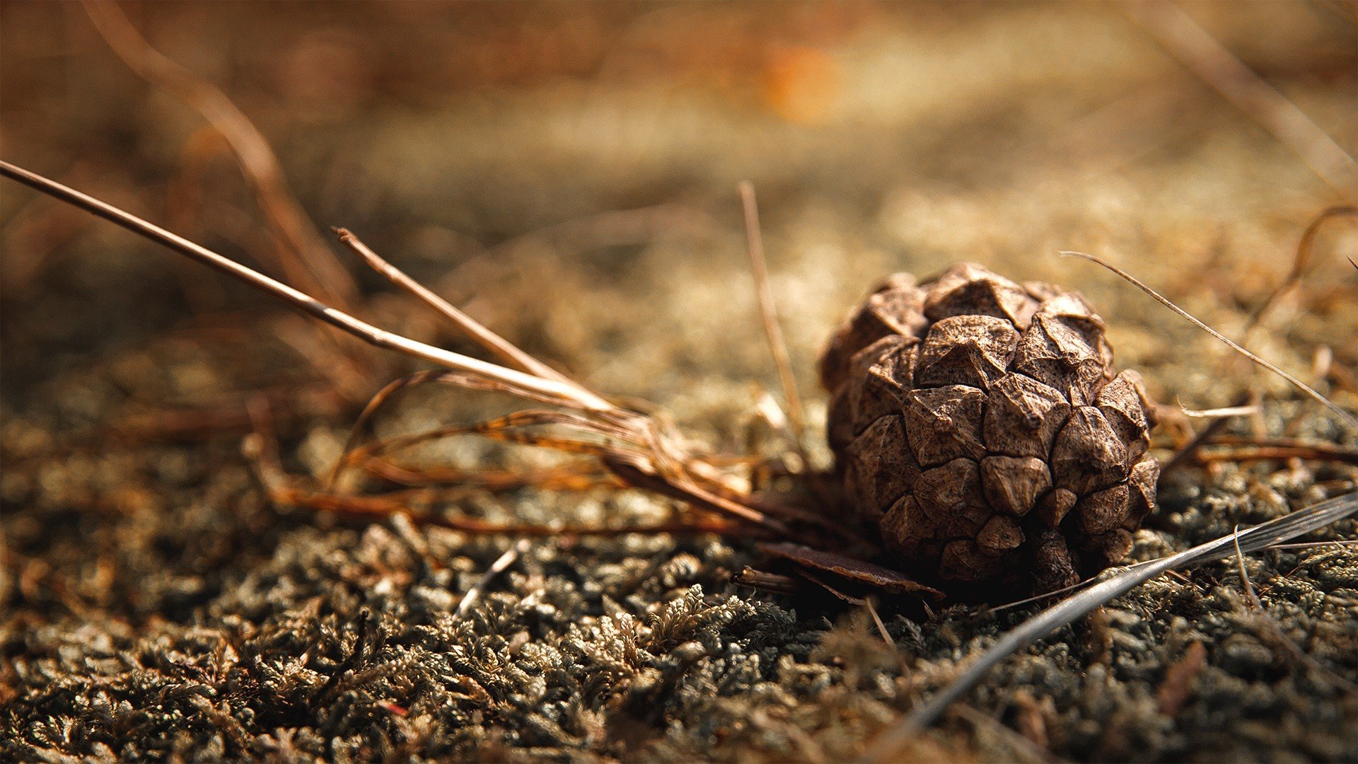 High resolution Pine Cone 1080p background ID:463611 for desktop
