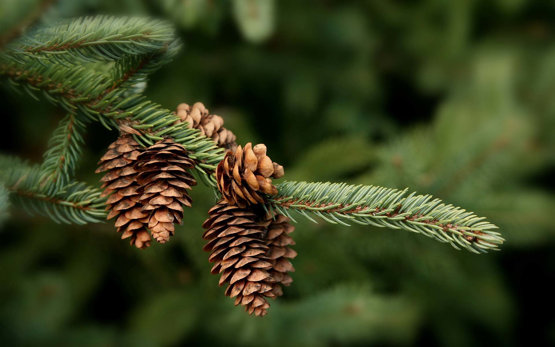 Download hd 1920x1200 Pine Cone computer wallpaper ID:463616 for free