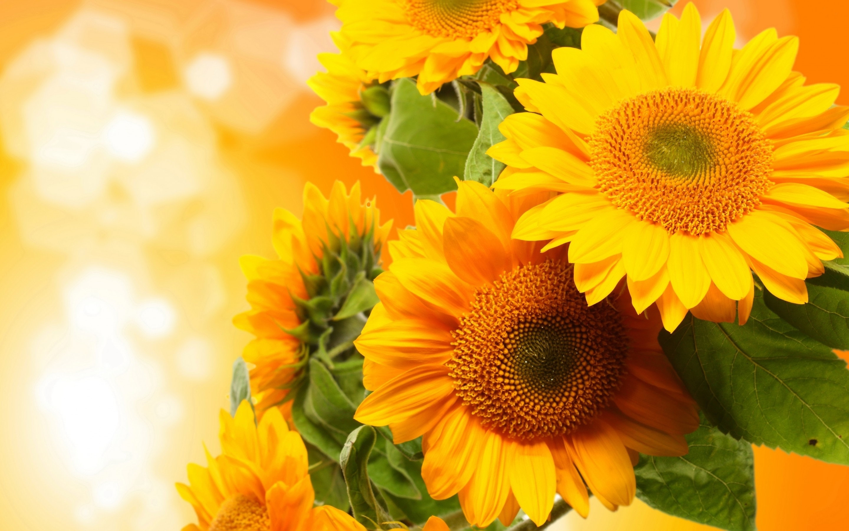 Free Sunflower high quality wallpaper ID:226333 for hd 2880x1800 PC