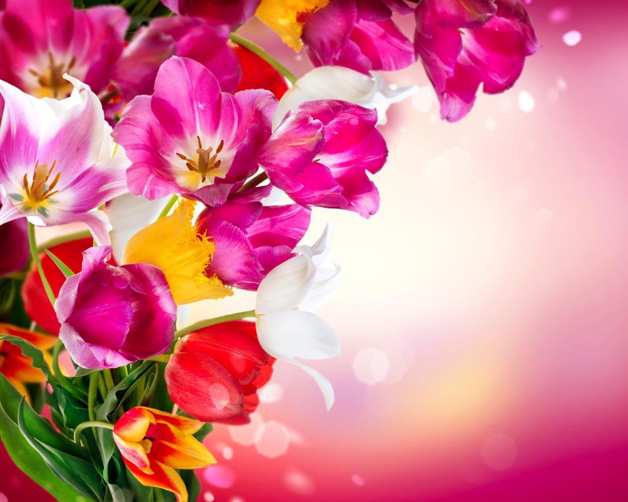 High resolution Tulip hd 1280x1024 background ID:157860 for PC