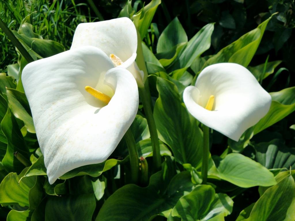 Calla Lily wallpapers 1024x768 desktop backgrounds