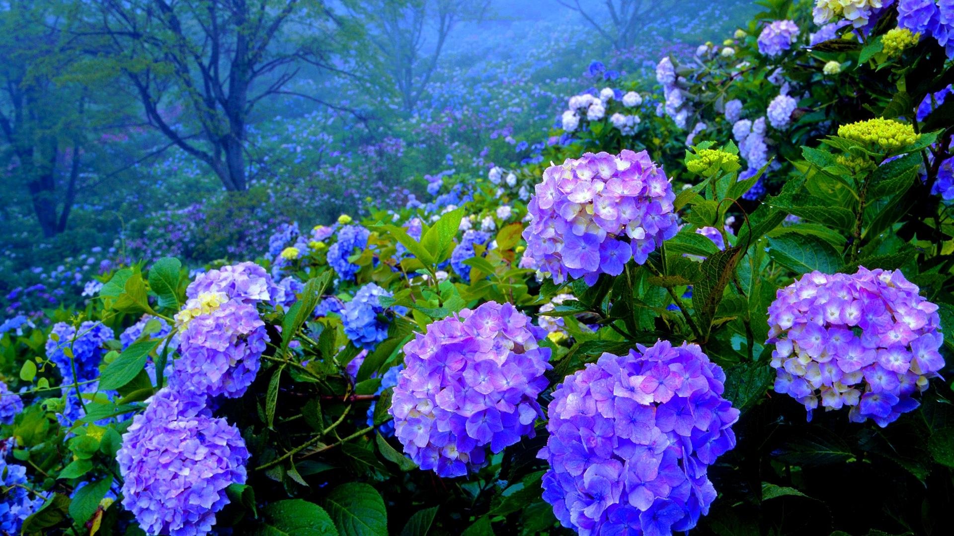 Download hd 1080p Hydrangea PC background ID:282319 for free