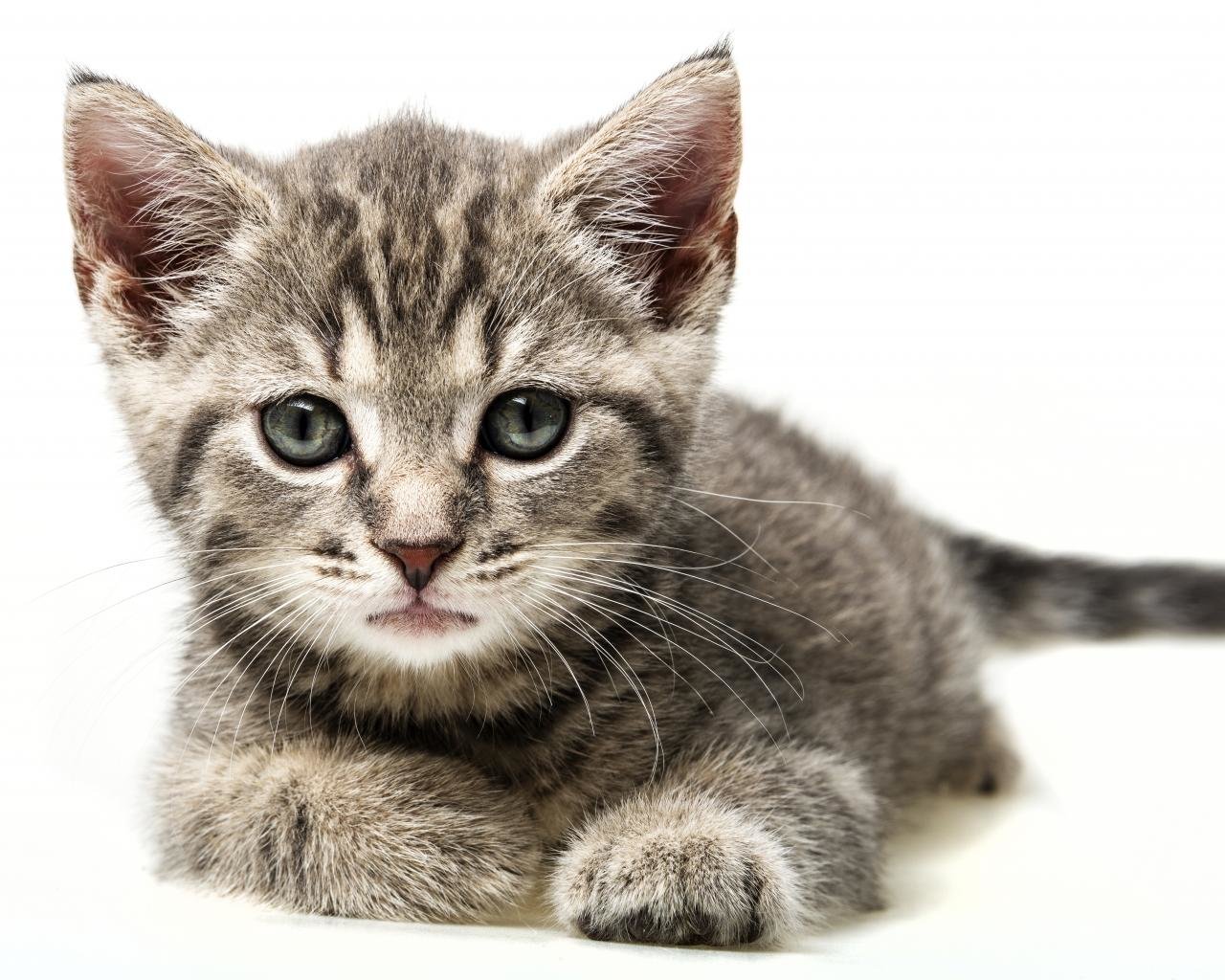High resolution Kitten hd 1280x1024 background ID:425178 for computer