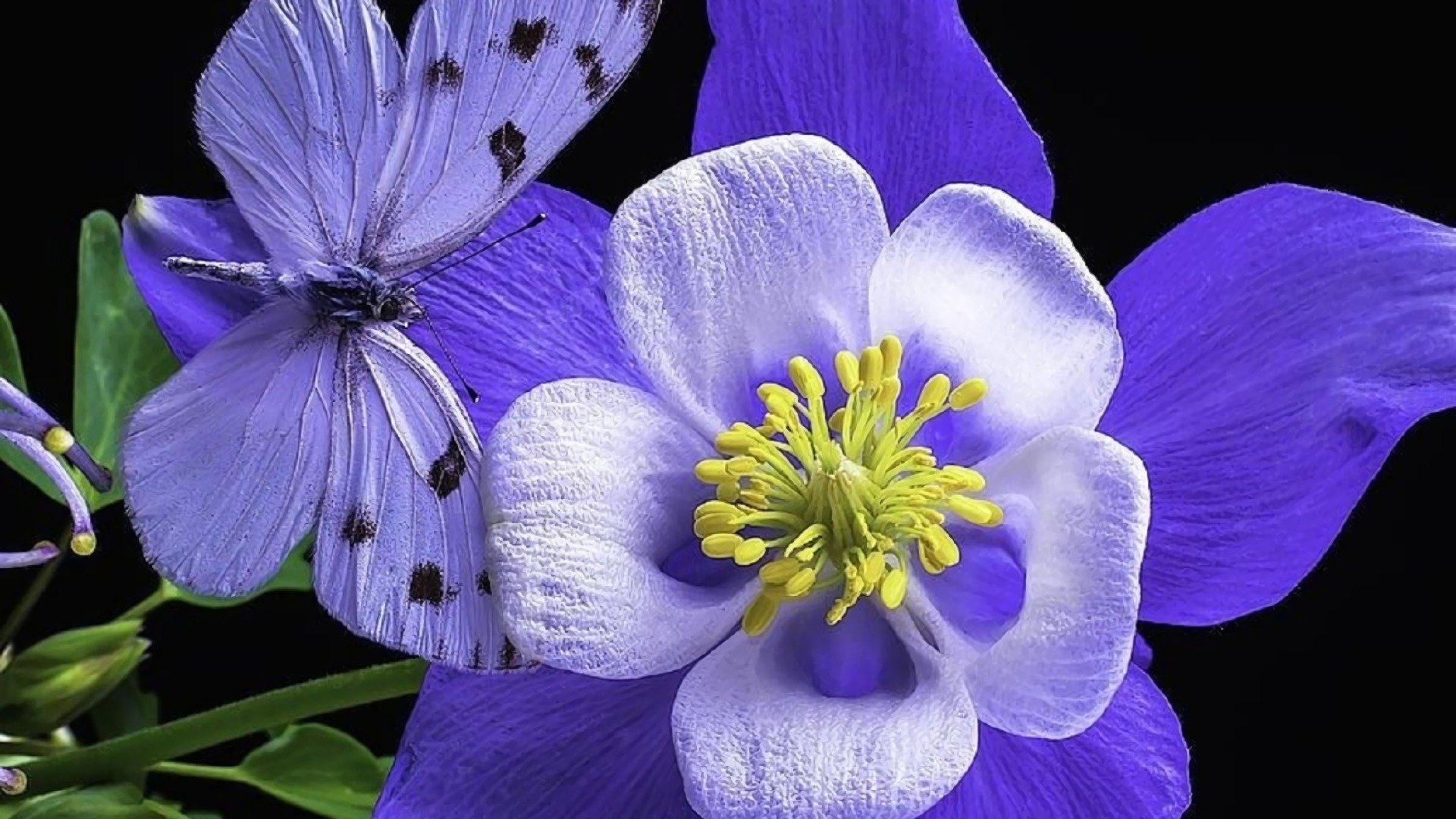 Free download Purple Flower background ID:288366 full hd 1920x1080 for desktop