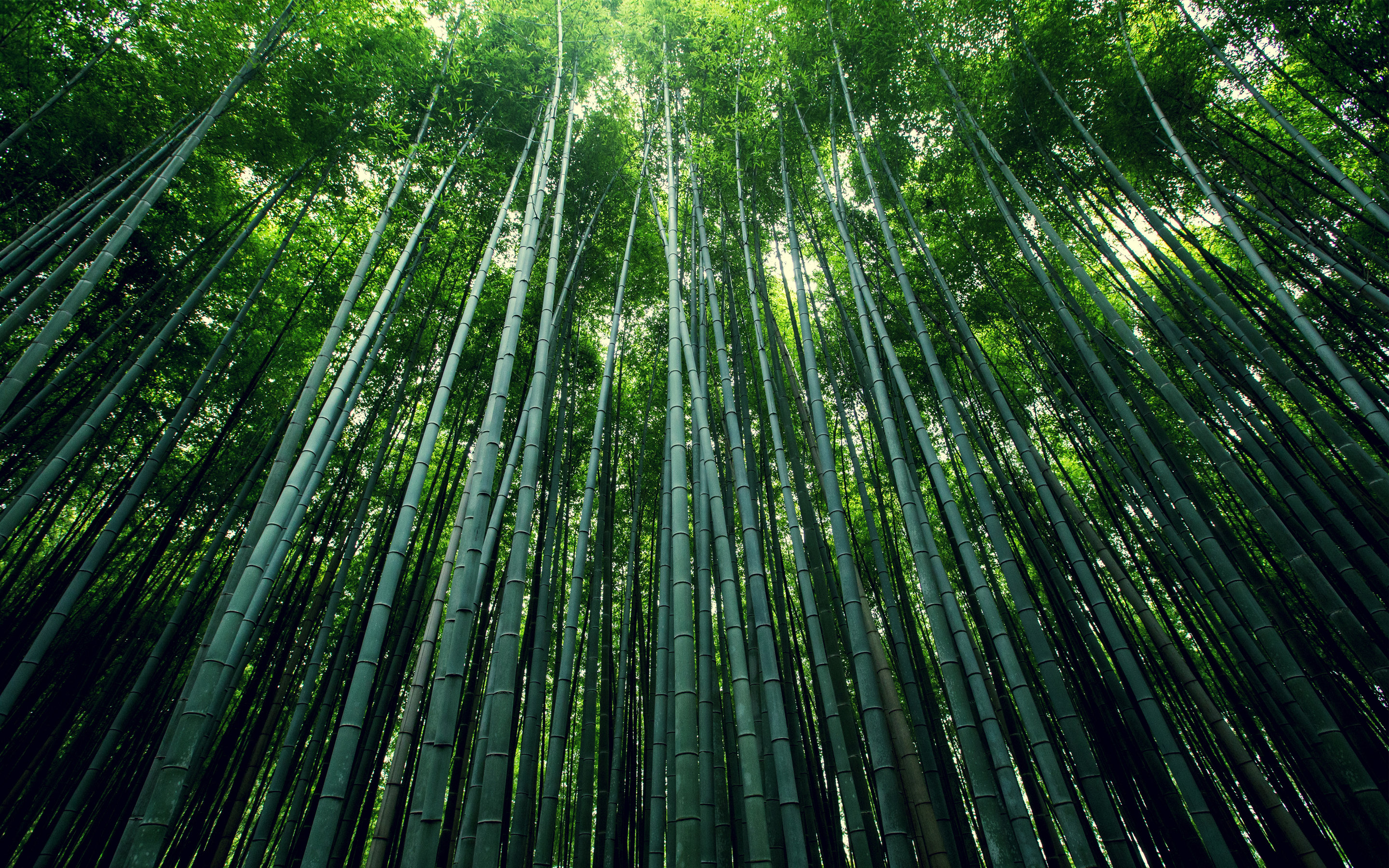 Free Bamboo high quality background ID:246840 for hd 2880x1800 desktop