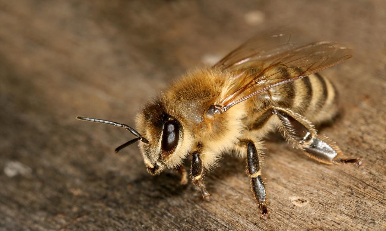 Best Bee wallpaper ID:460912 for High Resolution hd 1280x768 PC