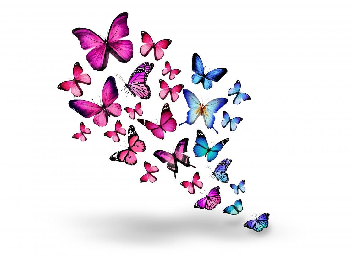 Free download Butterfly wallpaper ID:168800 hd 1120x832 for desktop