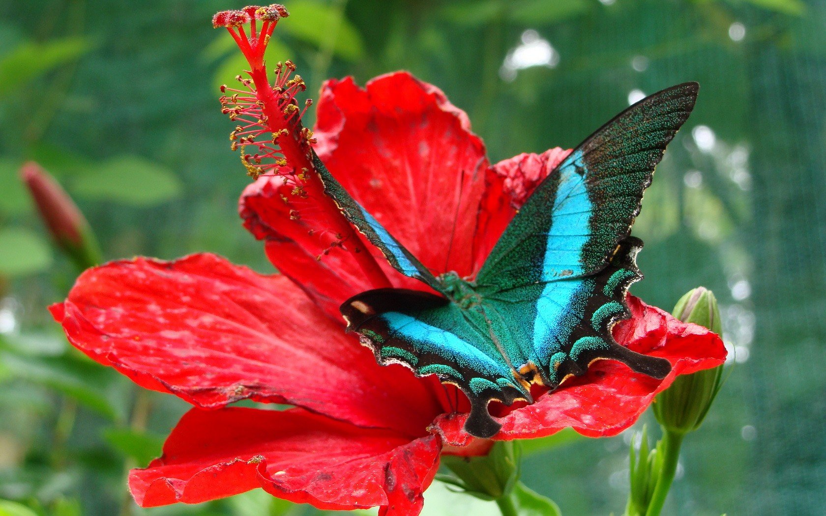 High resolution Butterfly hd 1680x1050 wallpaper ID:168509 for PC