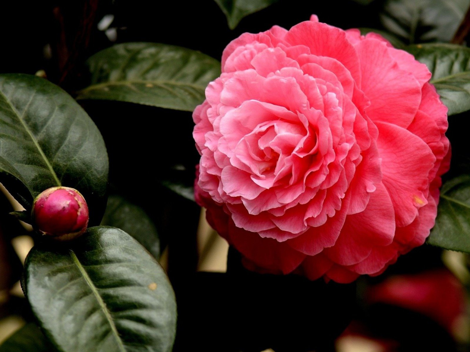 Awesome Camellia free background ID:189487 for hd 1600x1200 computer