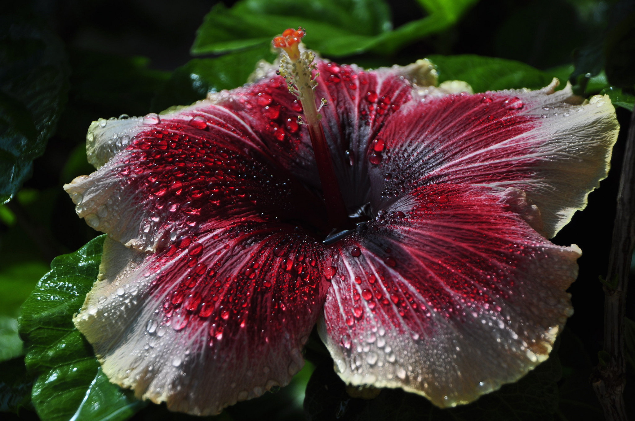 Download full hd 1080p Hibiscus computer wallpaper ID:24472 for free