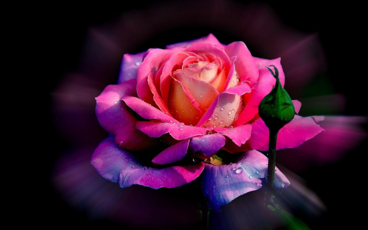 High resolution Rose hd 1280x800 background ID:472650 for PC