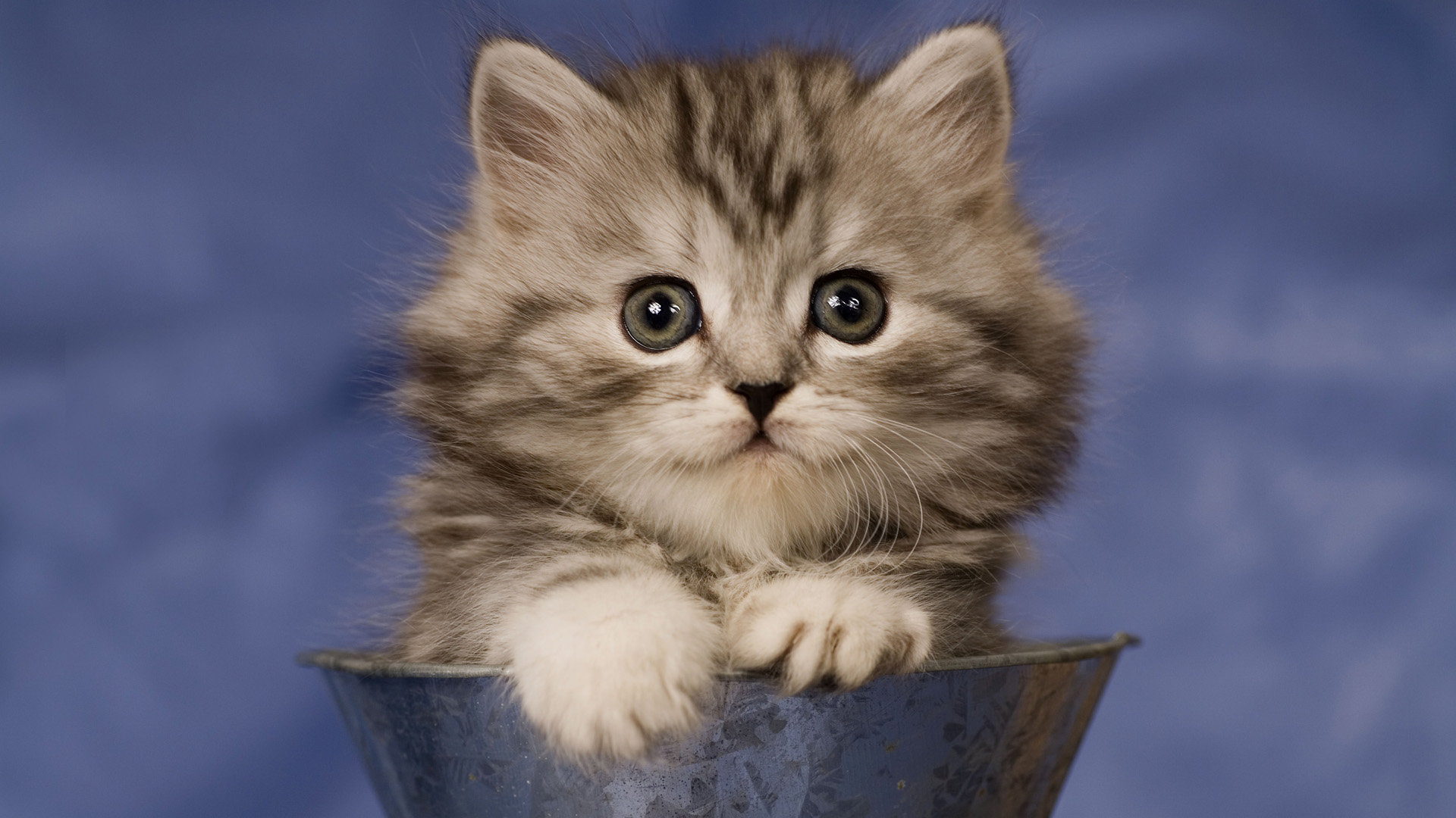Free Kitten high quality background ID:426536 for 1080p PC