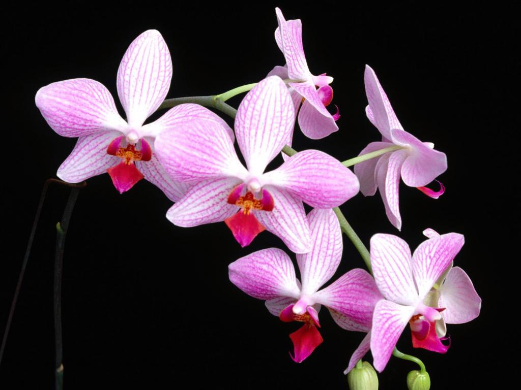 Free download Orchid background ID:449465 hd 1024x768 for computer