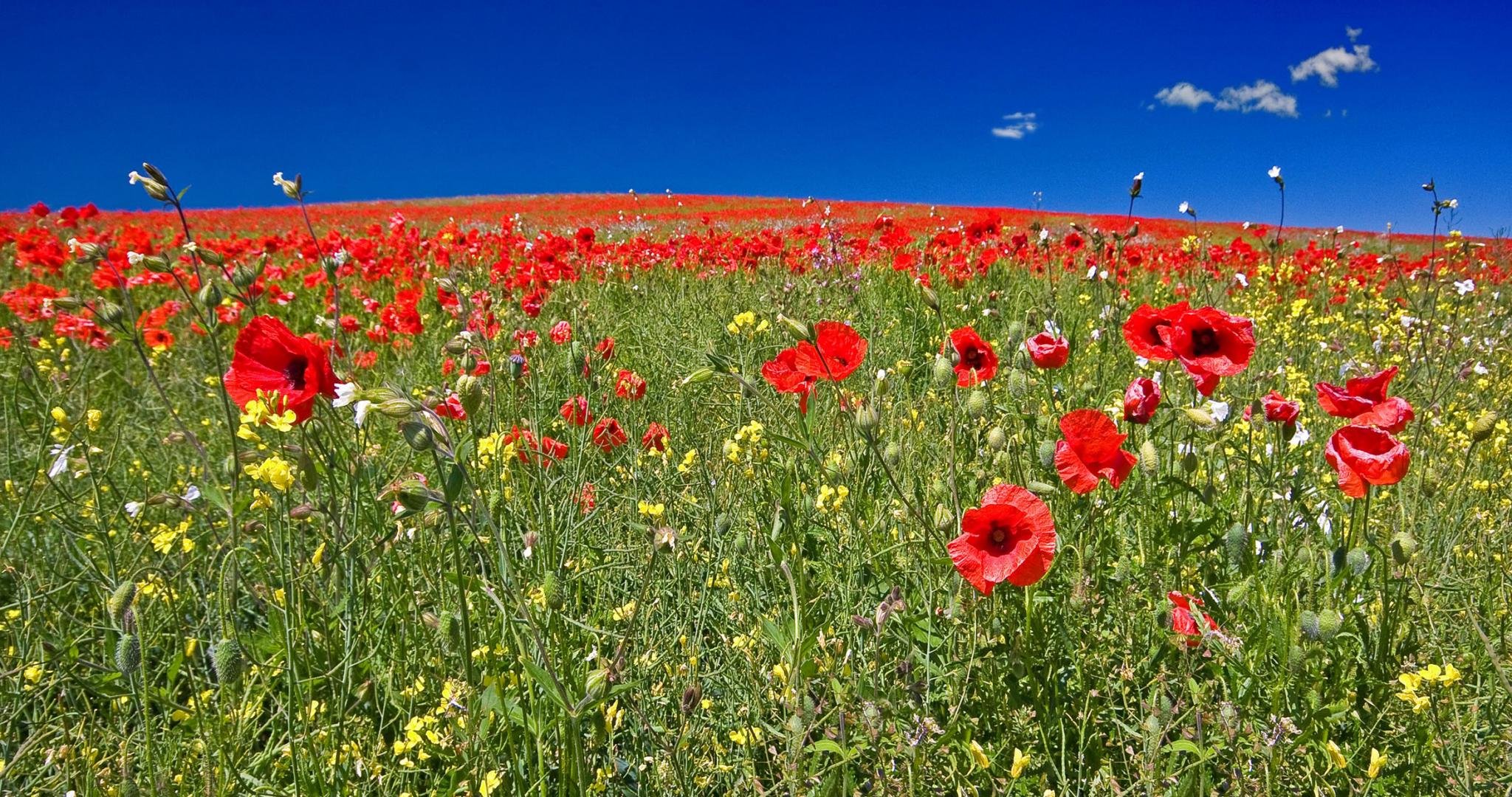 Free download Poppy background ID:99858 hd 2048x1080 for computer