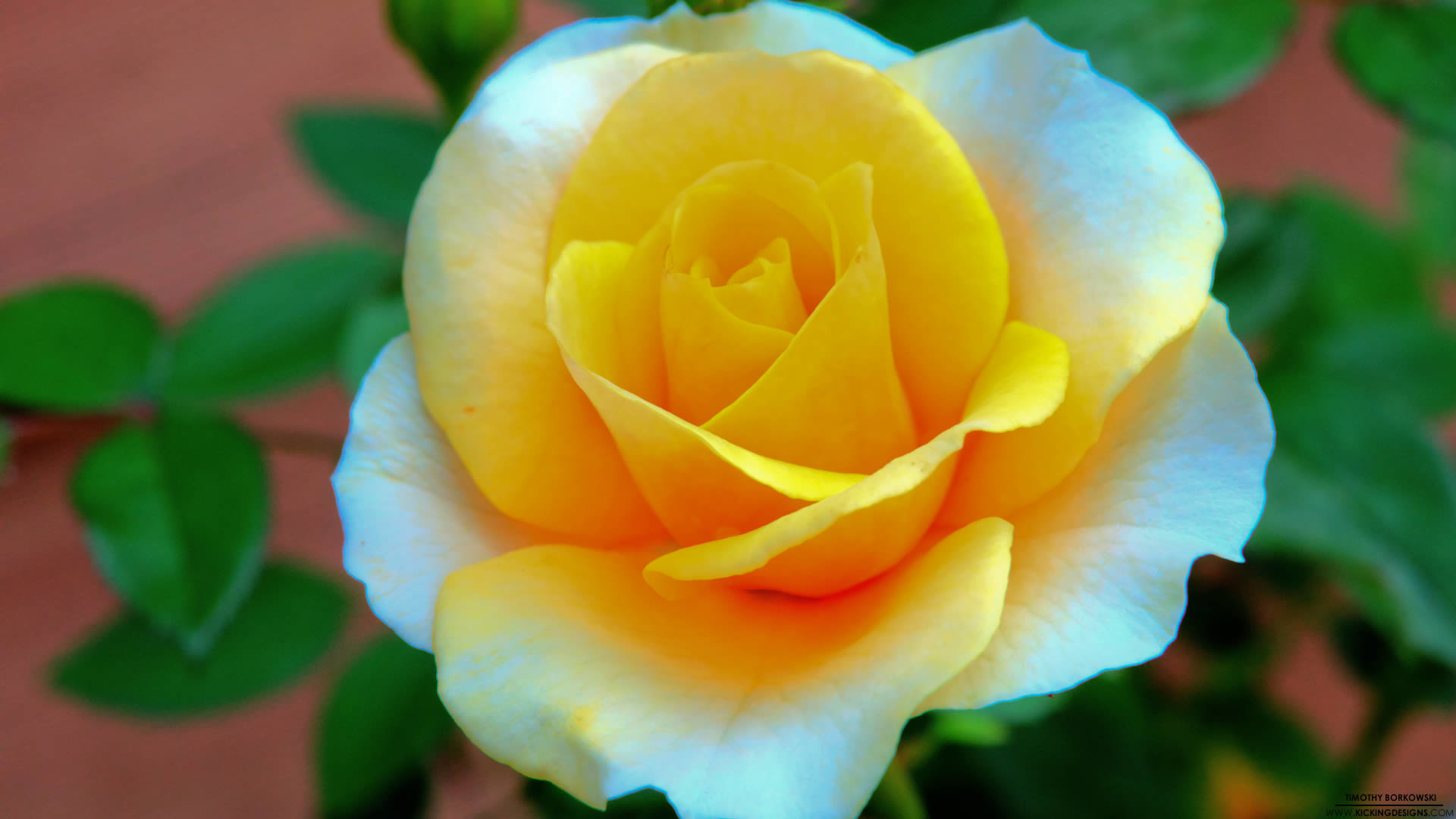 Free Rose high quality background ID:472651 for full hd 1080p PC