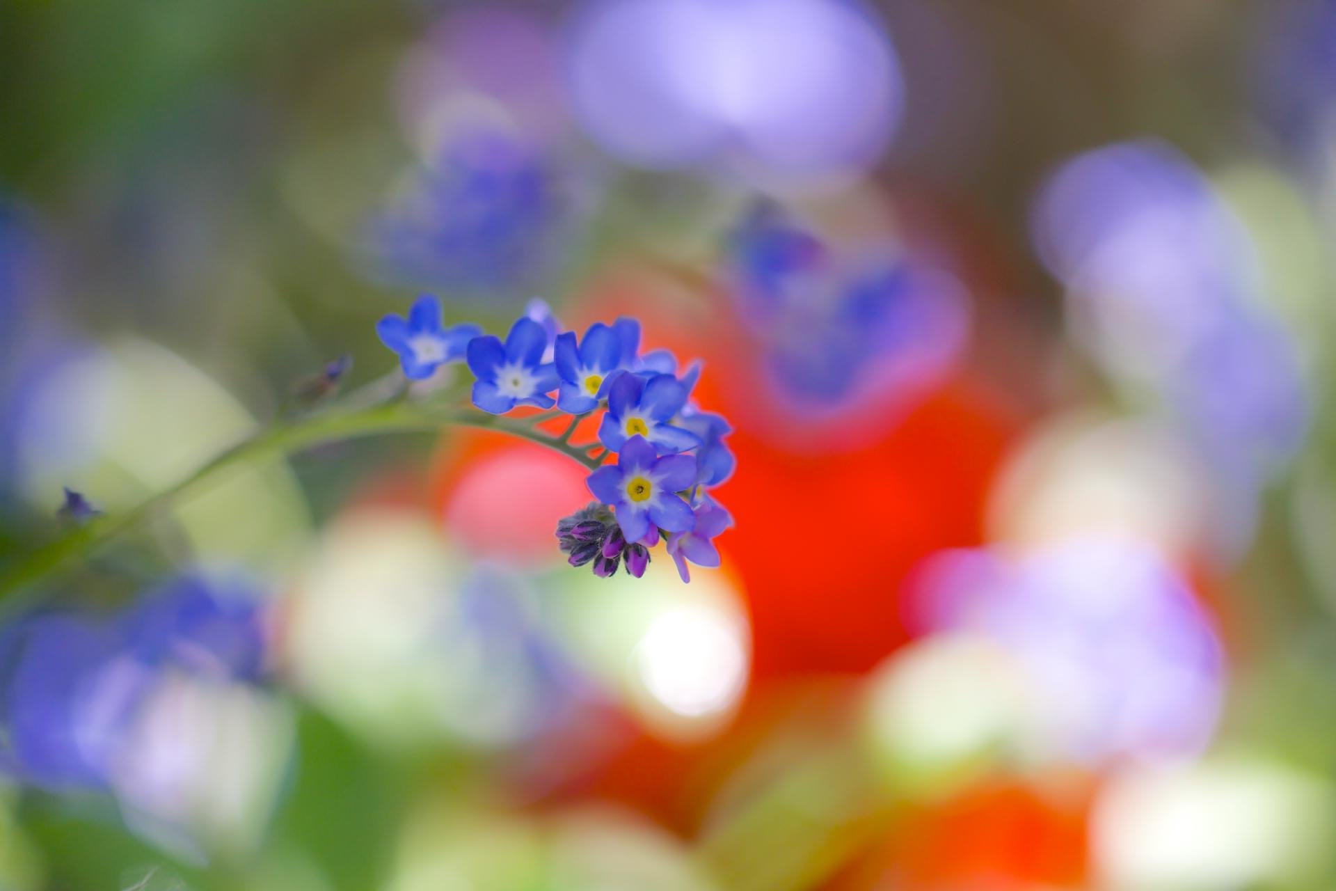 Download hd 1920x1280 Forget-Me-Not PC background ID:64164 for free