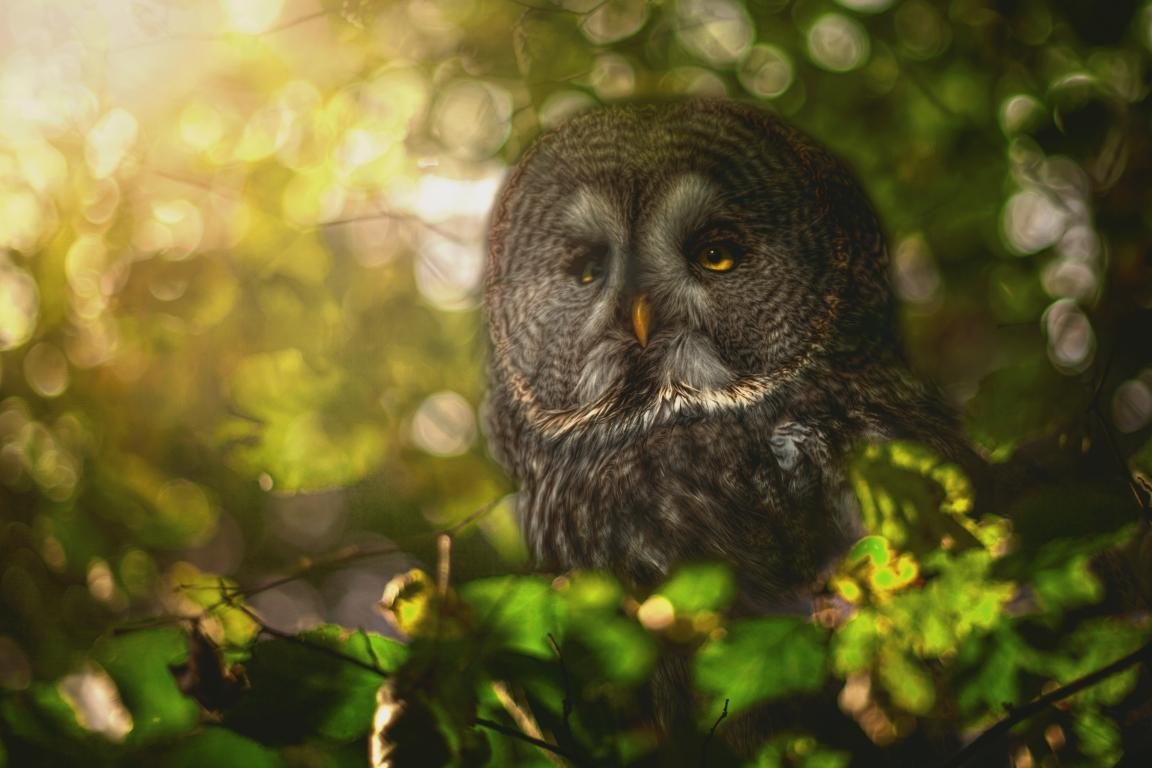 Free download Great Grey Owl background ID:235117 hd 1152x768 for computer