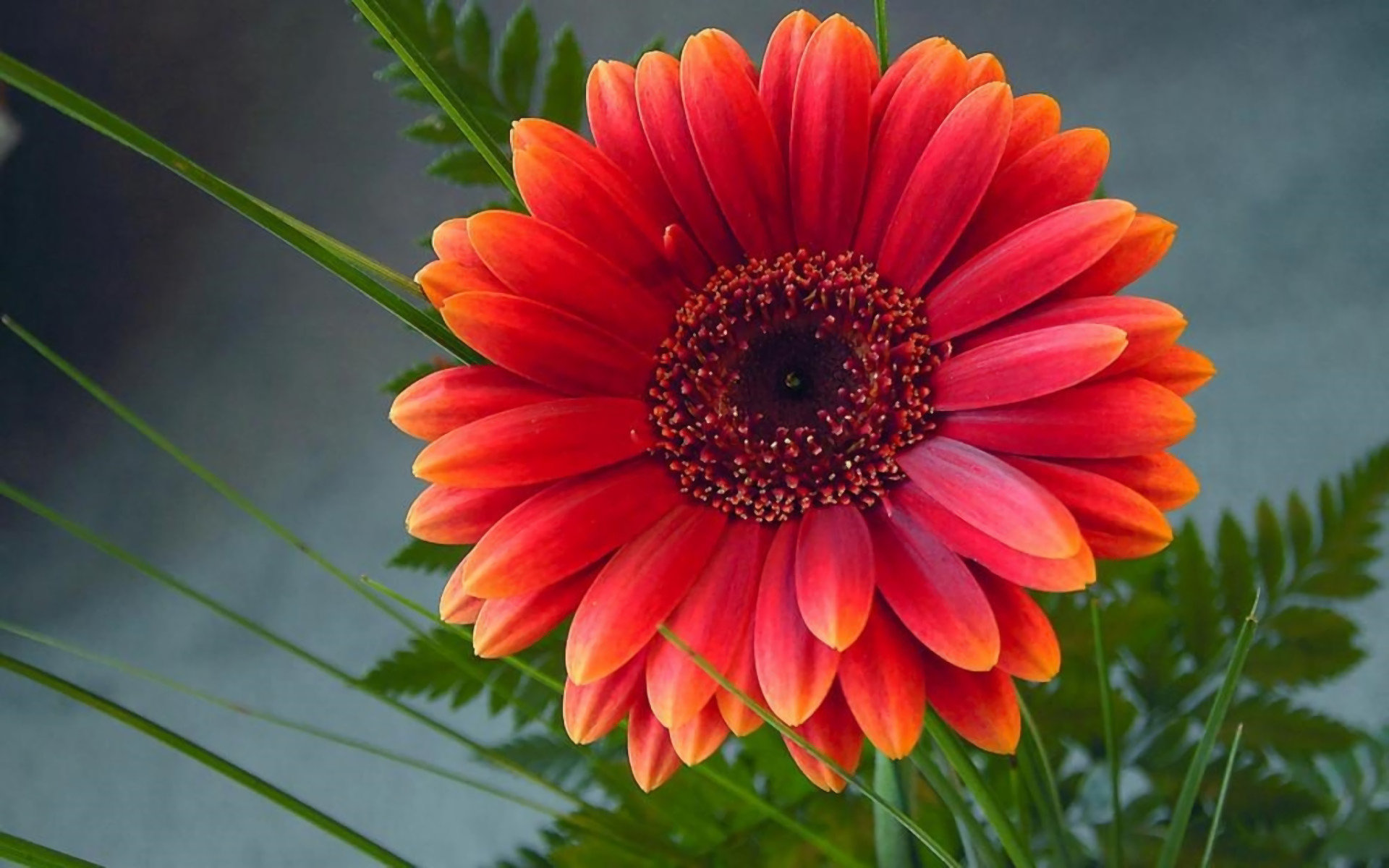 Awesome Gerbera free background ID:119533 for hd 1920x1200 PC