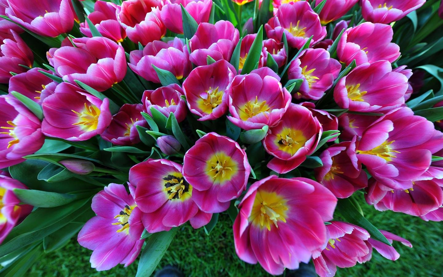 Free download Tulip background ID:157851 hd 1440x900 for desktop