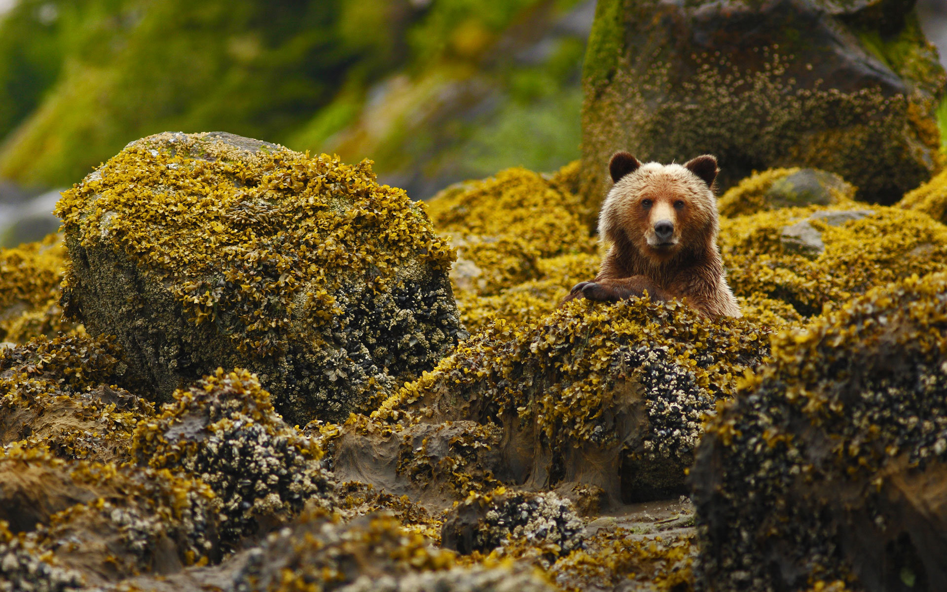 Awesome Brown Bear free wallpaper ID:352603 for hd 1920x1200 PC