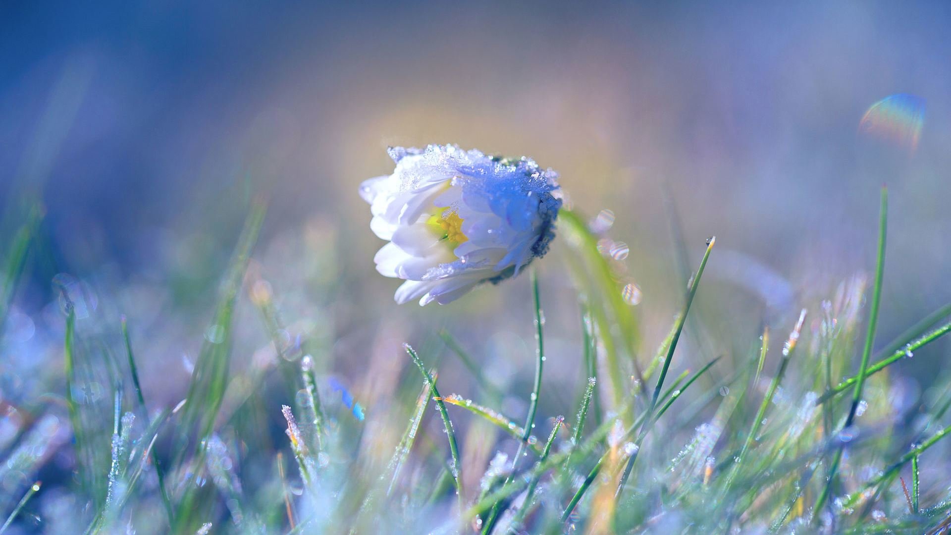 Awesome Daisy free background ID:363462 for hd 1080p desktop
