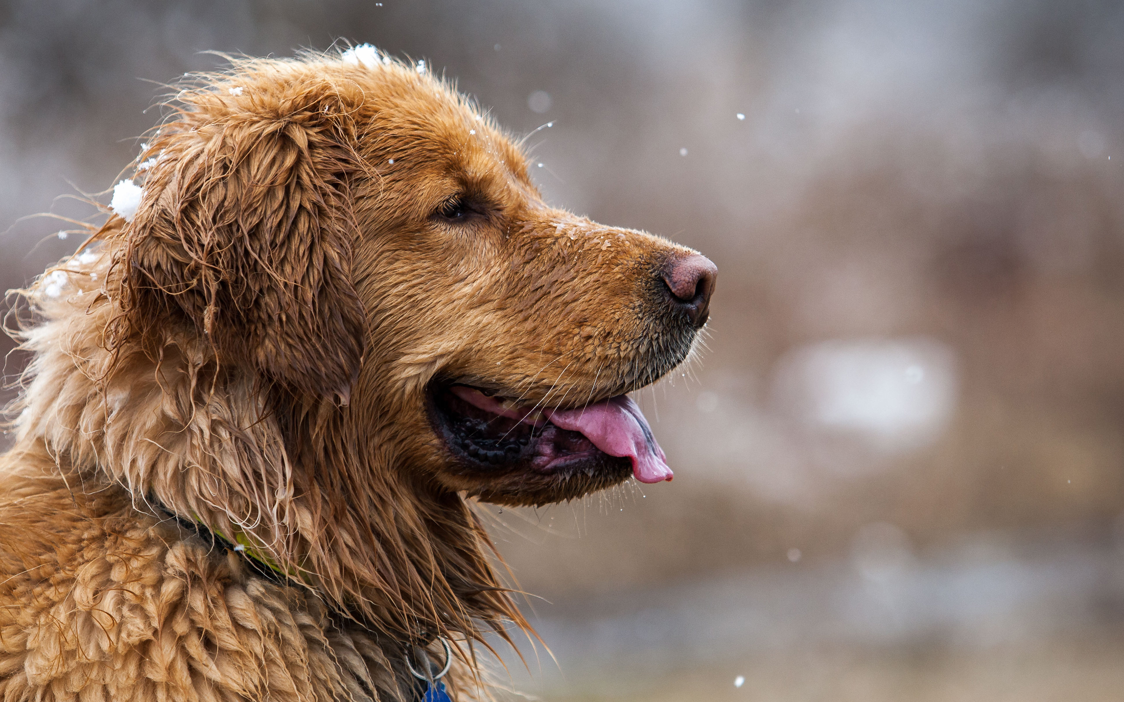 Awesome Golden Retriever free background ID:211842 for hd 3840x2400 computer