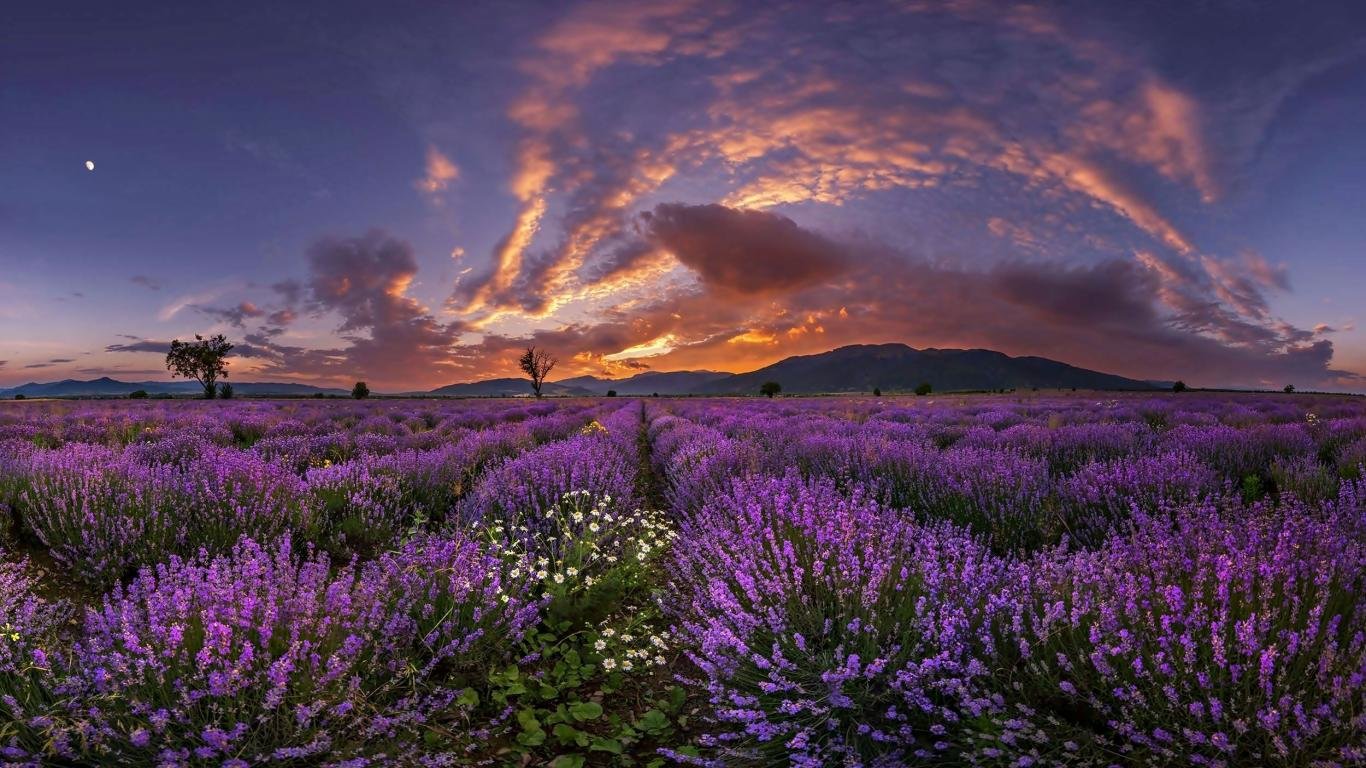 High resolution Lavender hd 1366x768 wallpaper ID:67455 for PC