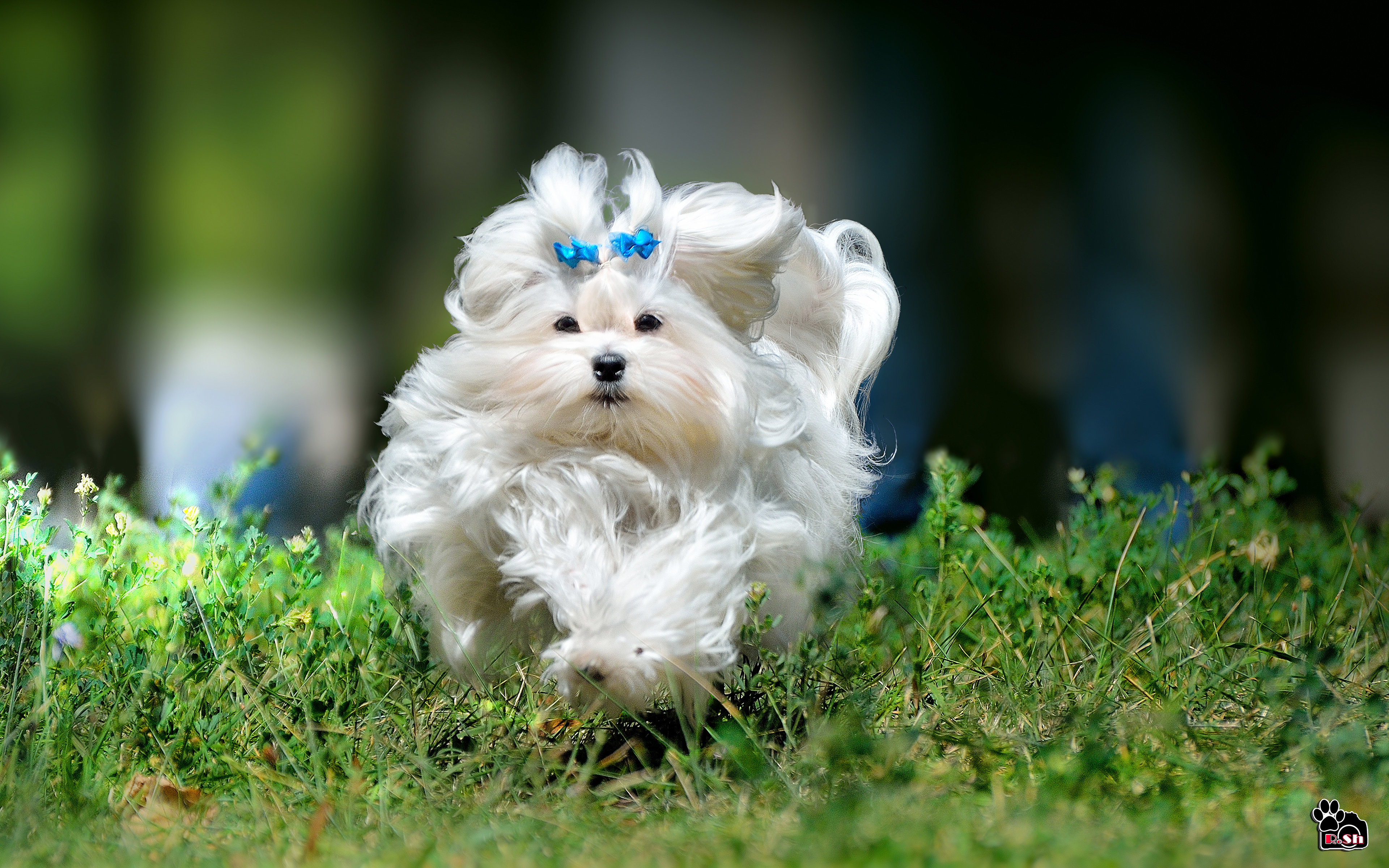 Awesome Maltese free background ID:47074 for hd 3840x2400 desktop