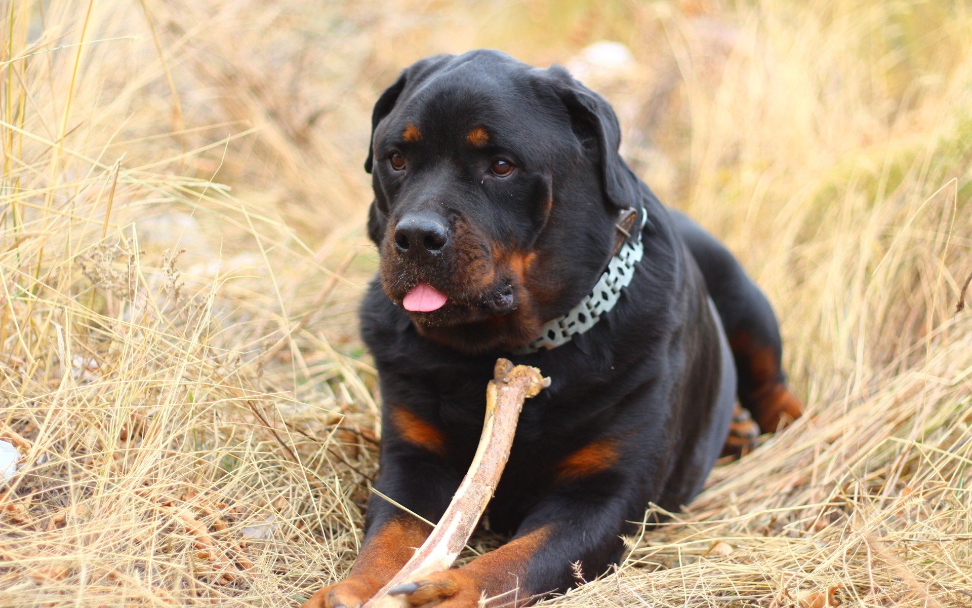 Free download Rottweiler background ID:68589 hd 1920x1200 for computer