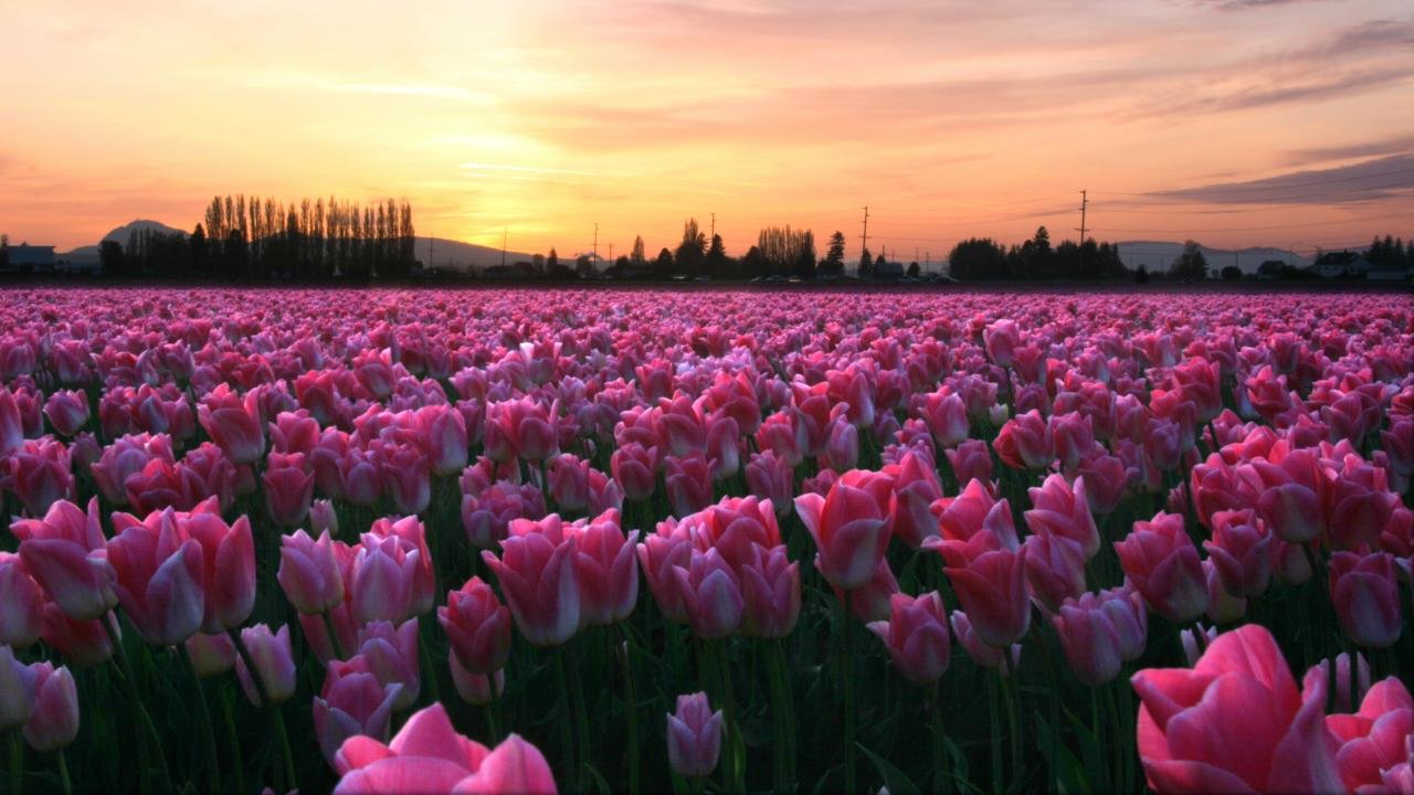 Free Tulip high quality wallpaper ID:157568 for hd 1280x720 computer