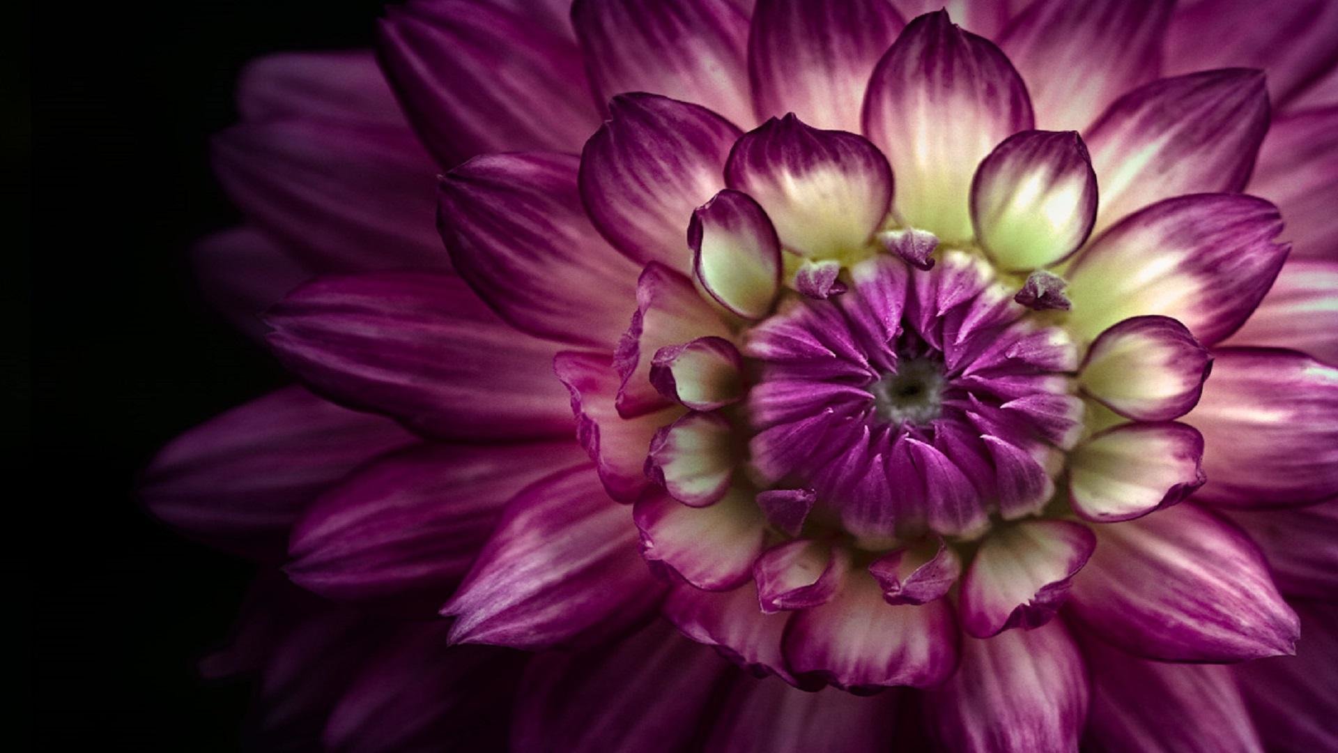Free download Dahlia background ID:174548 full hd for PC
