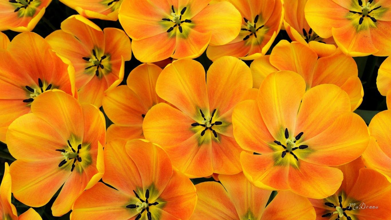High resolution Tulip 1366x768 laptop background ID:157566 for computer