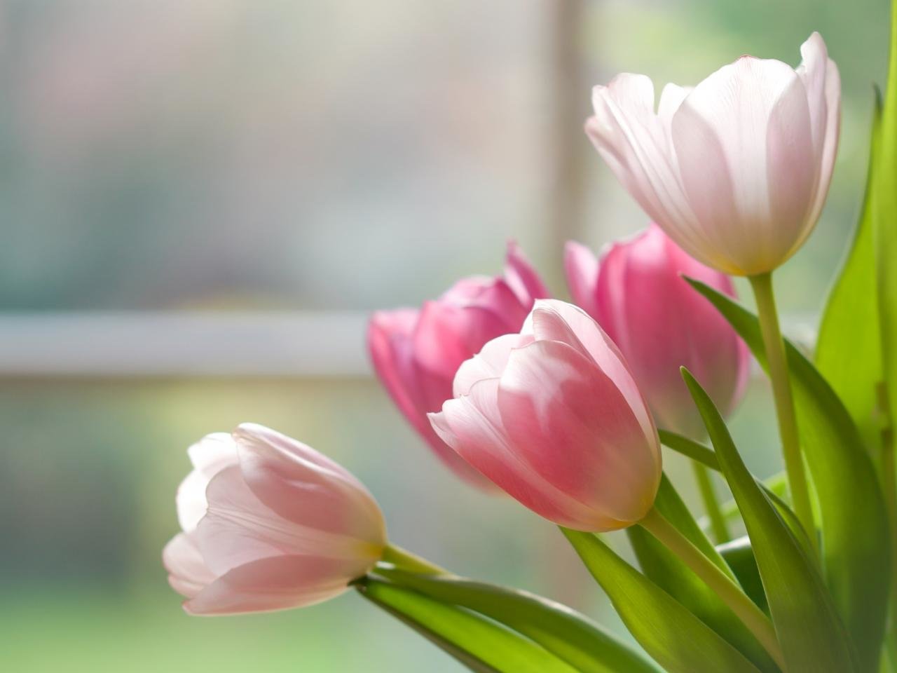 Free Tulip high quality background ID:157567 for hd 1280x960 PC