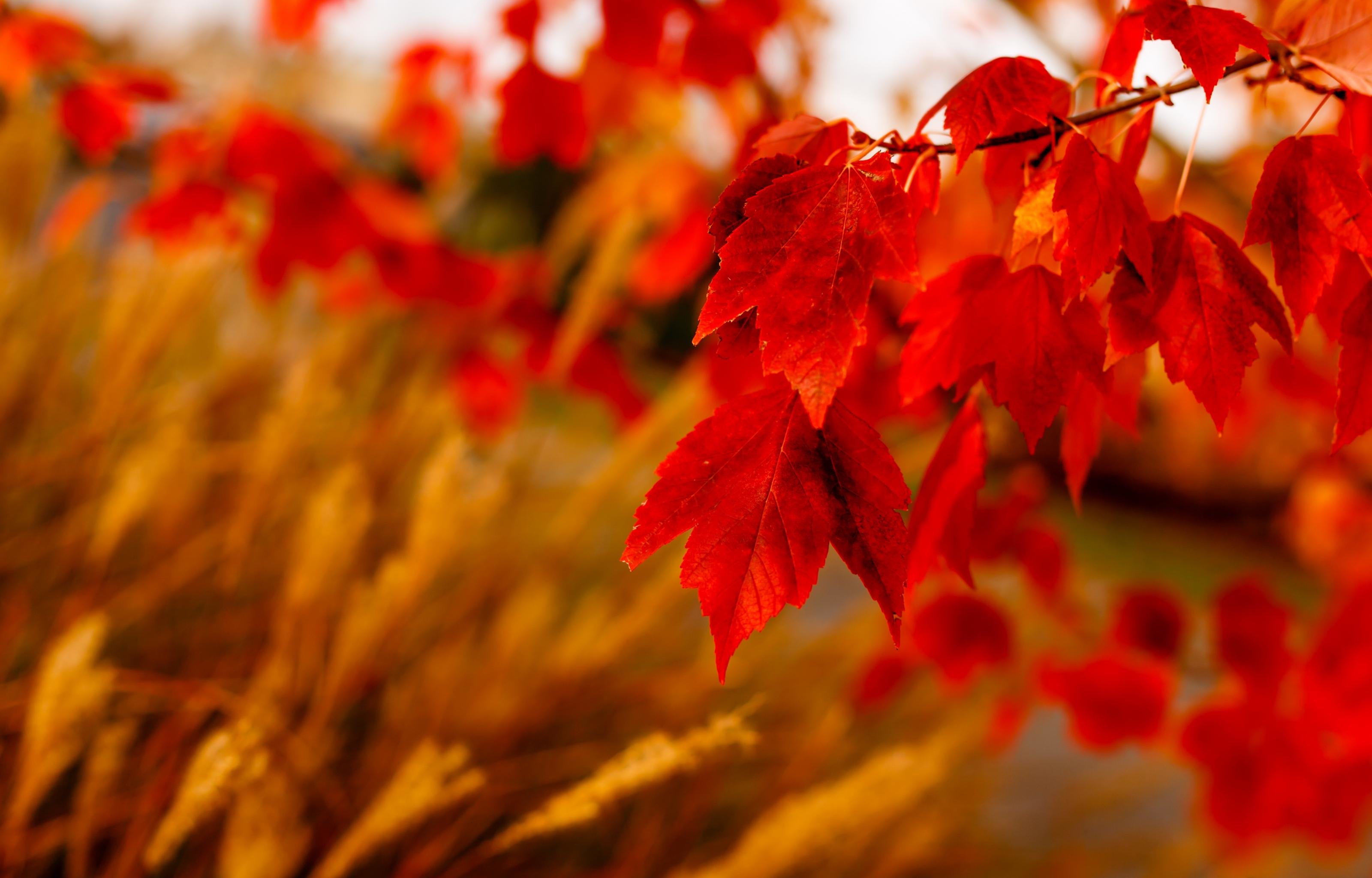 Awesome Fall free background ID:21357 for hd 3200x2048 computer
