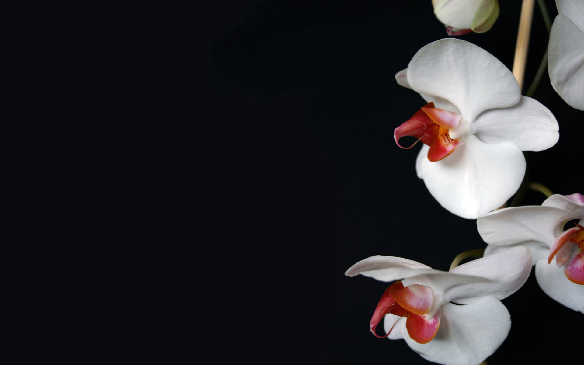 Download hd 1920x1200 Orchid PC background ID:449608 for free