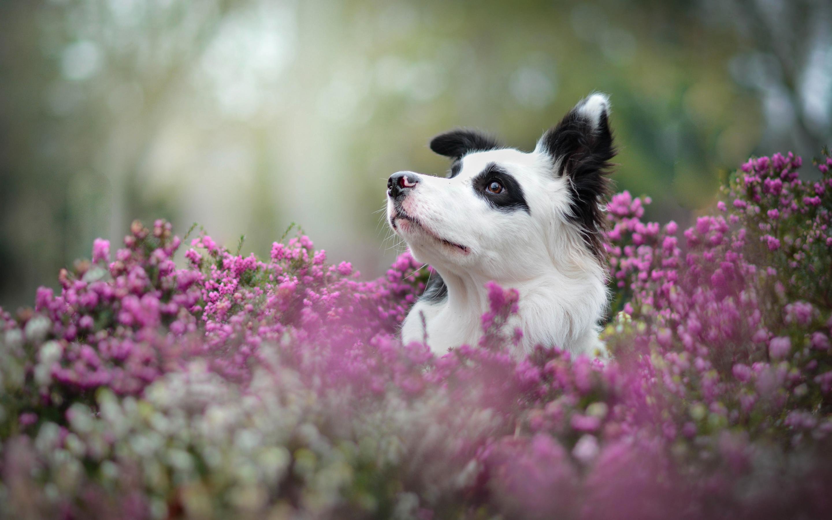 High resolution Border Collie hd 2880x1800 background ID:165885 for PC