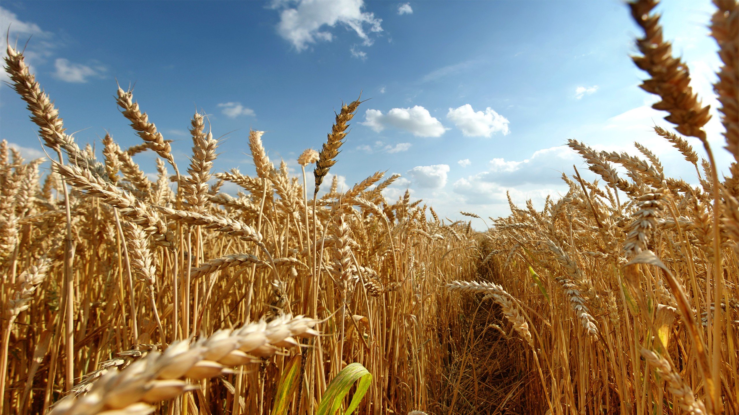 High resolution Wheat hd 2560x1440 background ID:392026 for PC