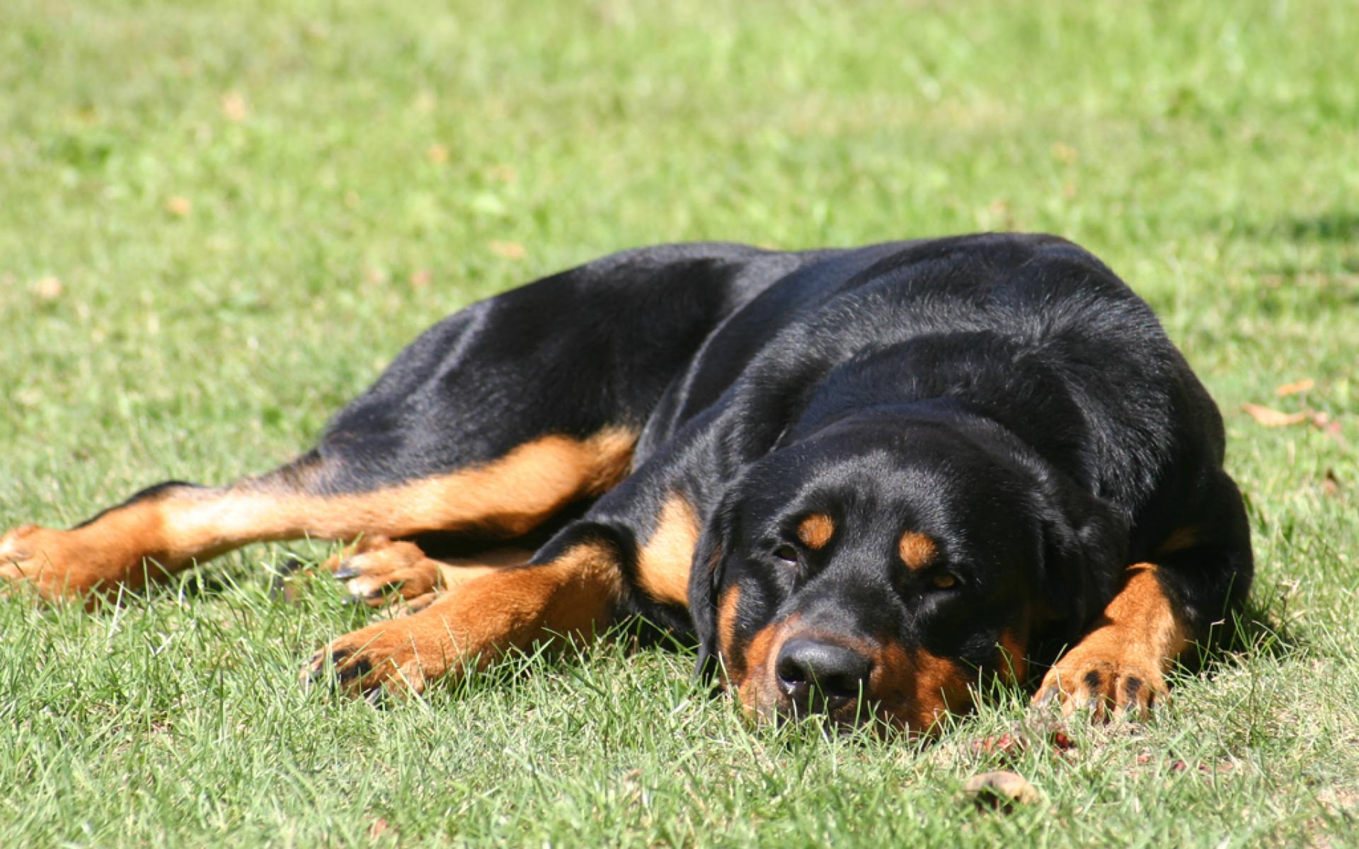 Free Rottweiler high quality background ID:68591 for hd 1920x1200 desktop
