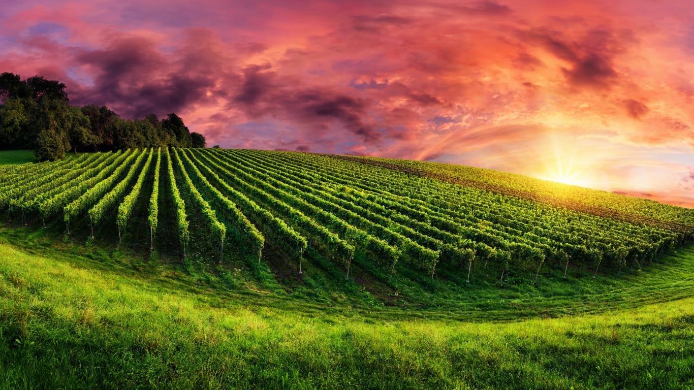 Free Vineyard high quality wallpaper ID:127107 for 1366x768 laptop PC