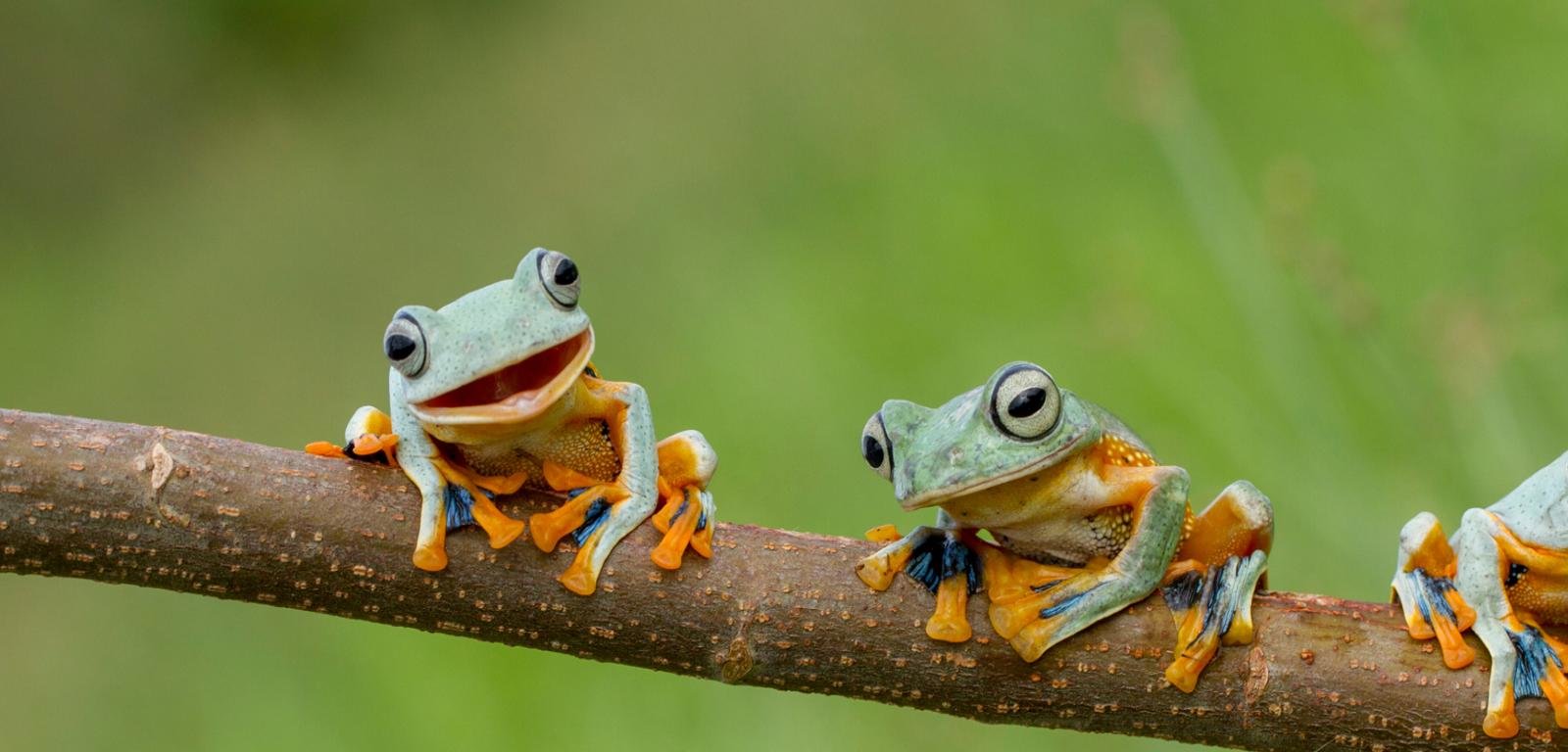 High resolution Frog hd 1600x768 background ID:328735 for desktop