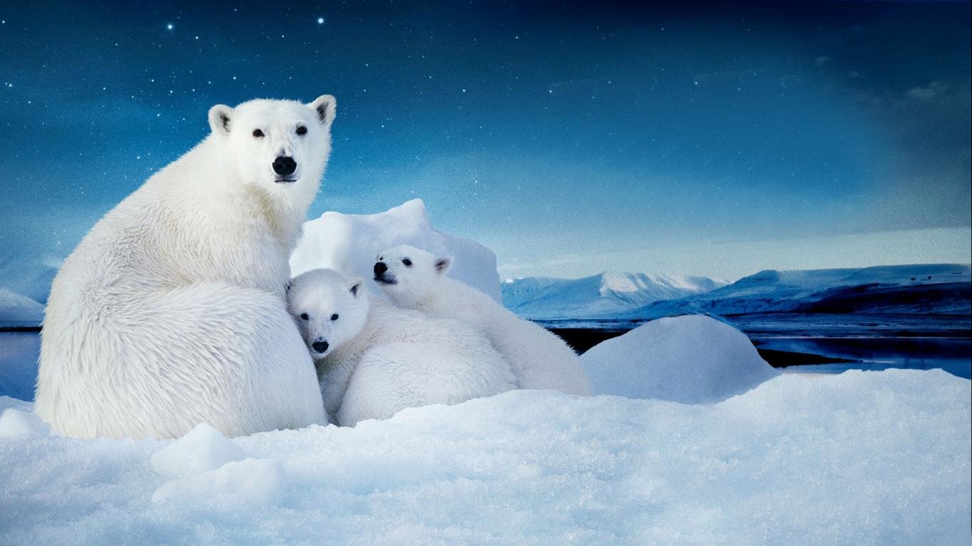 Awesome To The Arctic free wallpaper ID:381095 for laptop computer