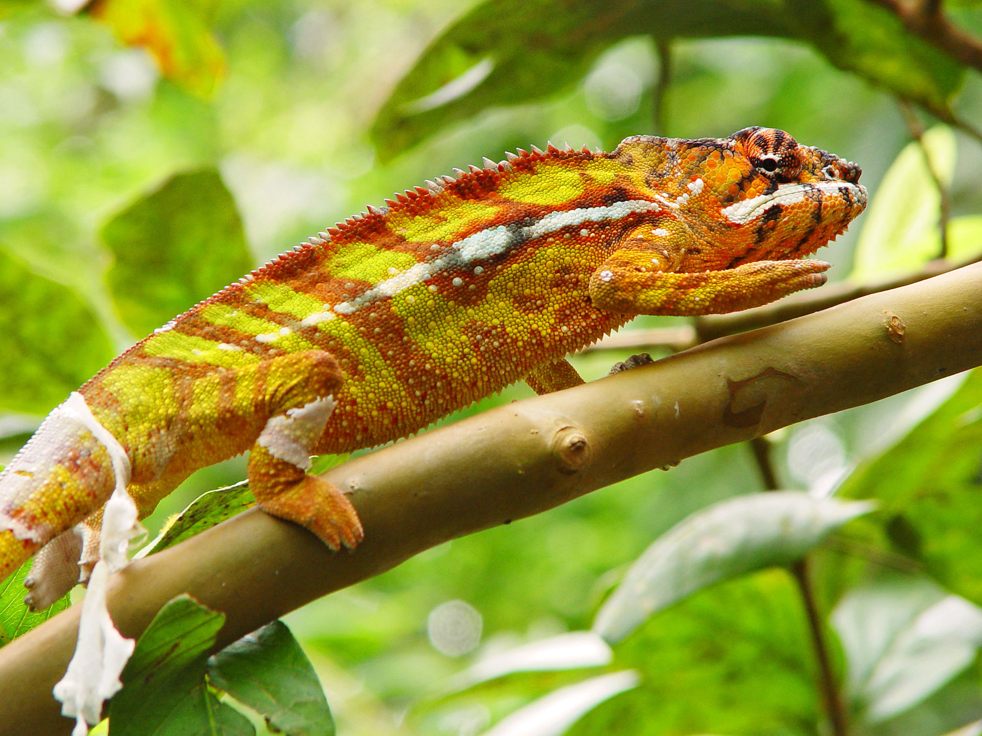 Free download Chameleon wallpaper ID:462489 hd 1920x1440 for PC
