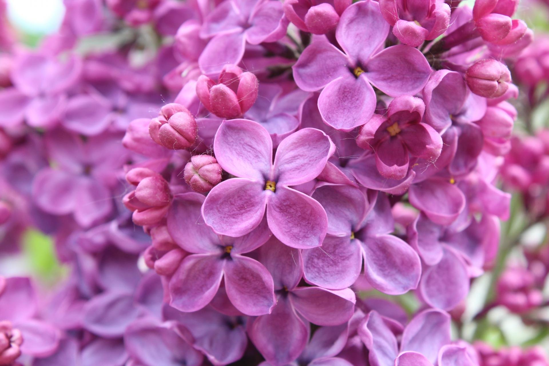 Free download Lilac background ID:276193 hd 1920x1280 for computer