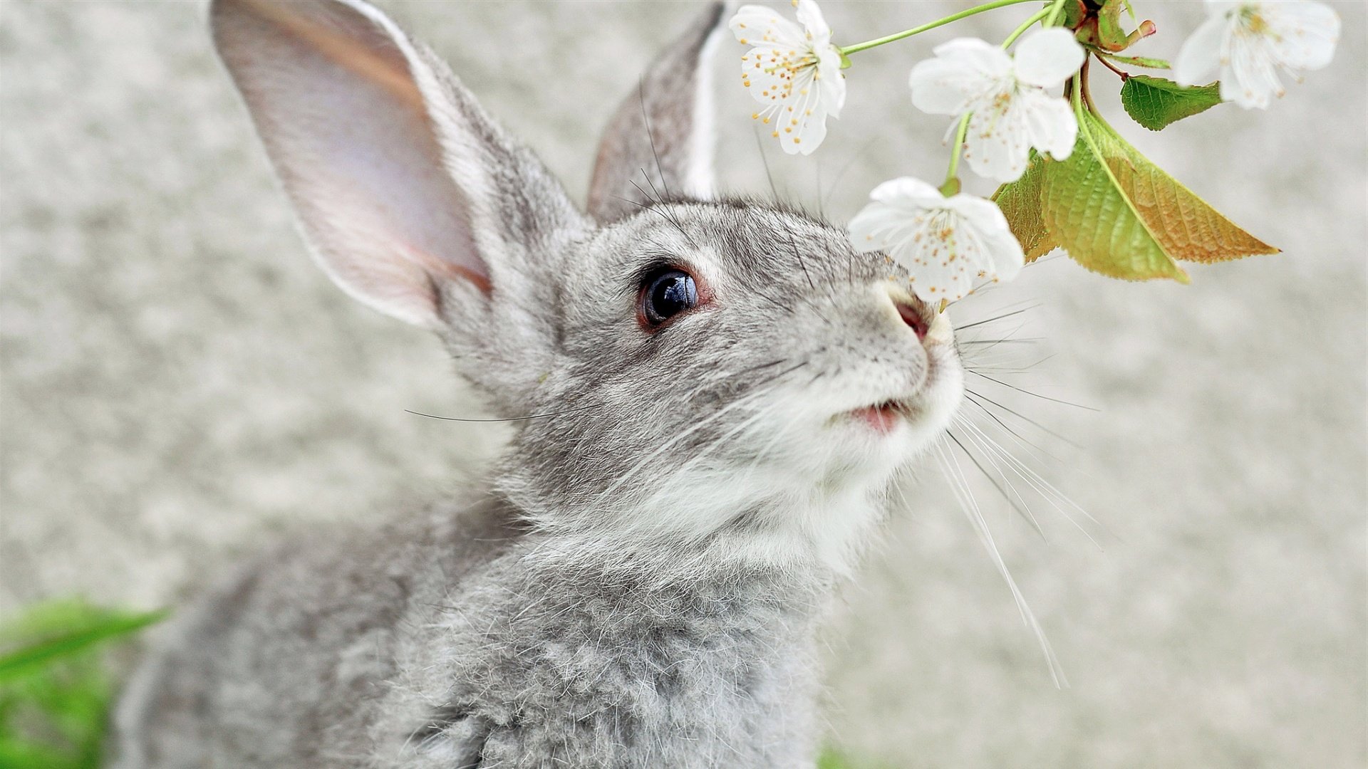 Best Rabbit & Bunny wallpaper ID:249118 for High Resolution 1080p PC