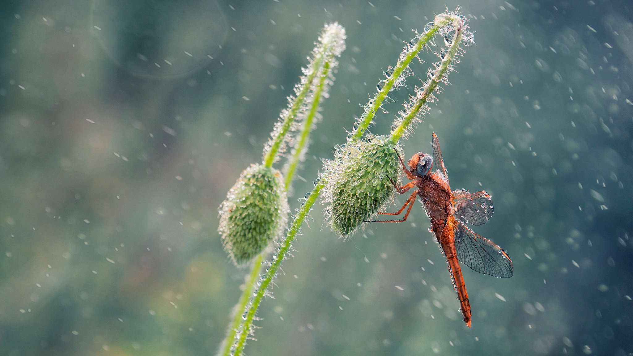Best Dragonfly wallpaper ID:467696 for High Resolution hd 2048x1152 PC